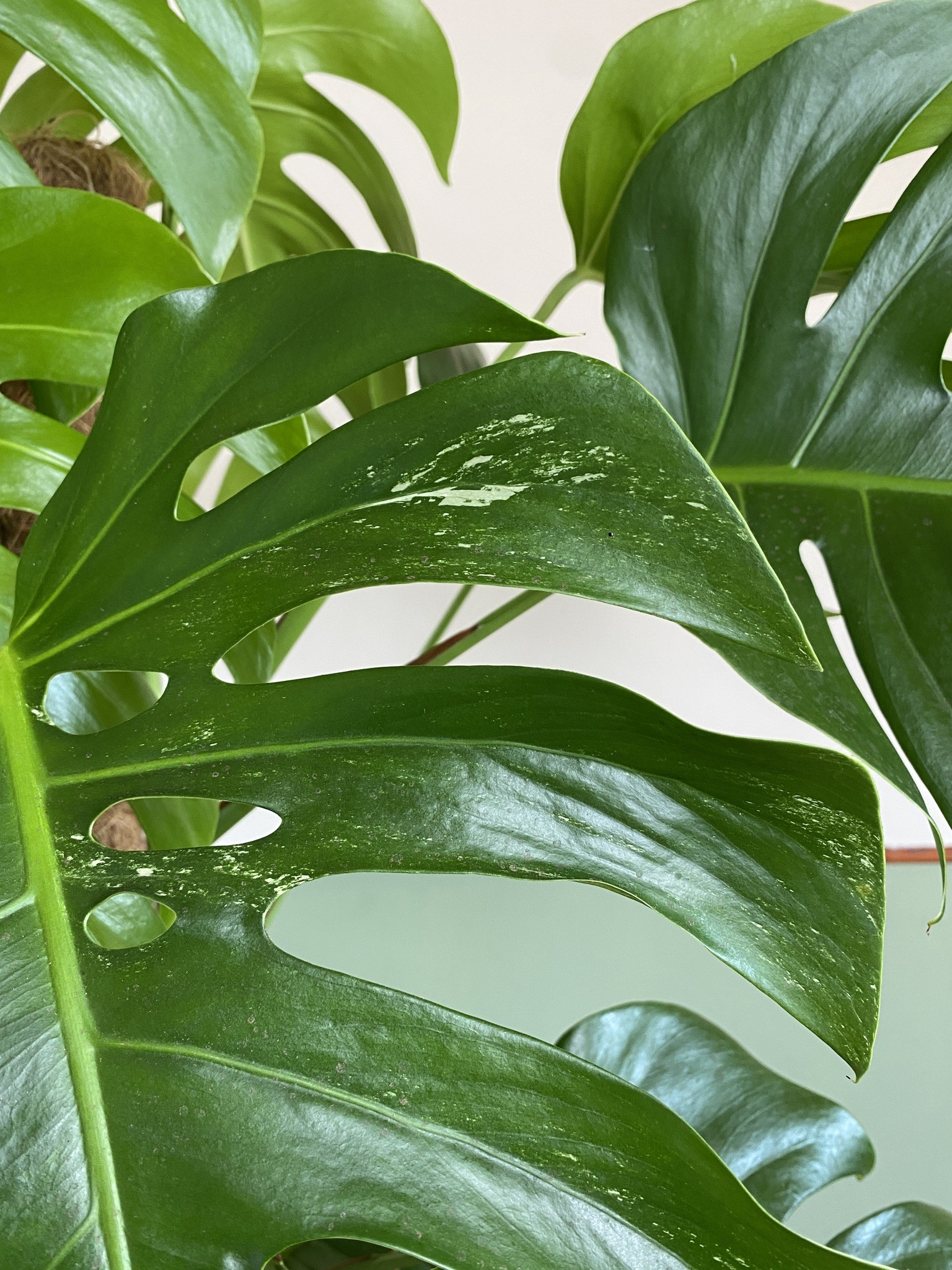 Monstera Variegata (duża)
