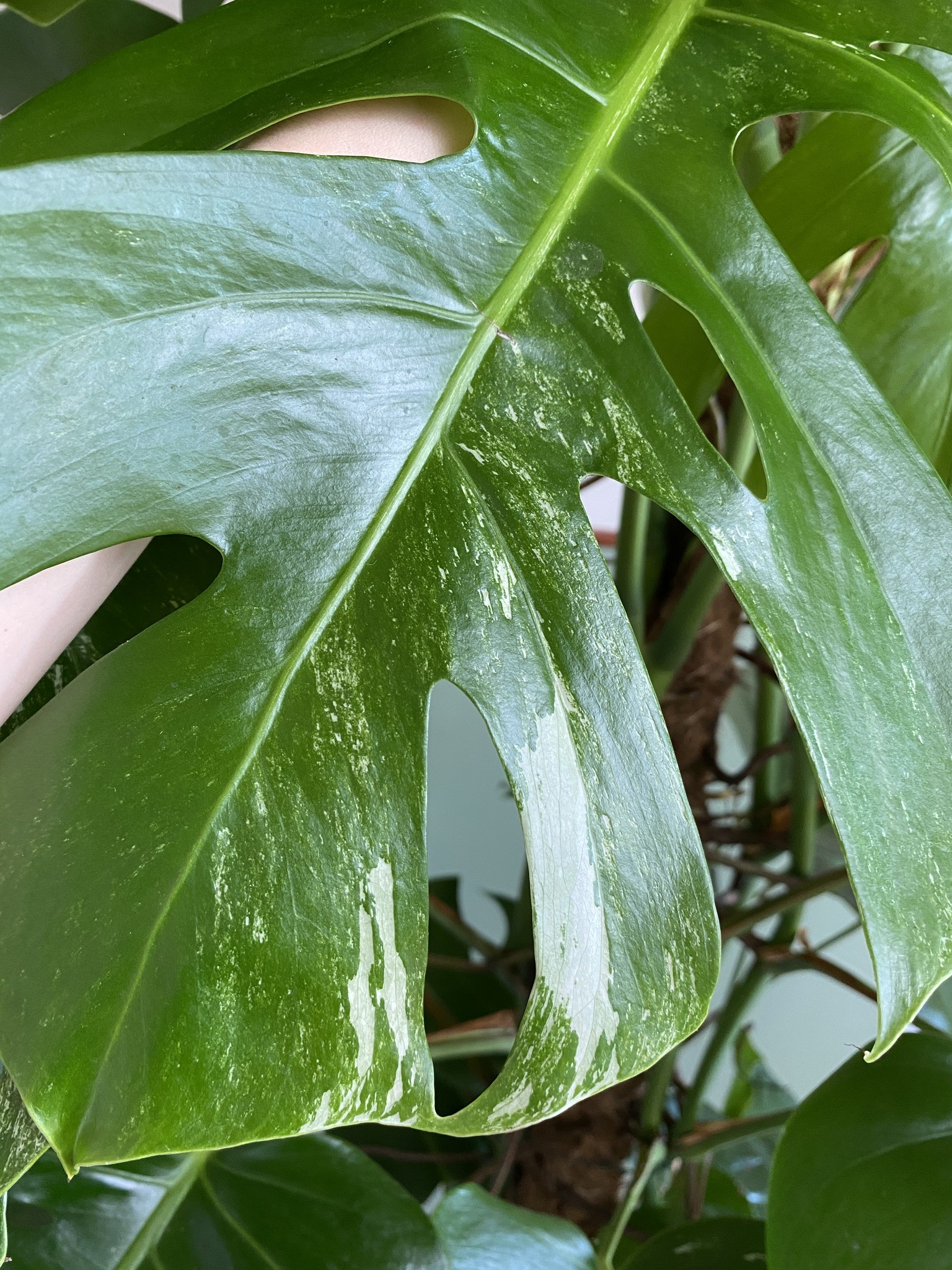 Monstera Variegata (duża)