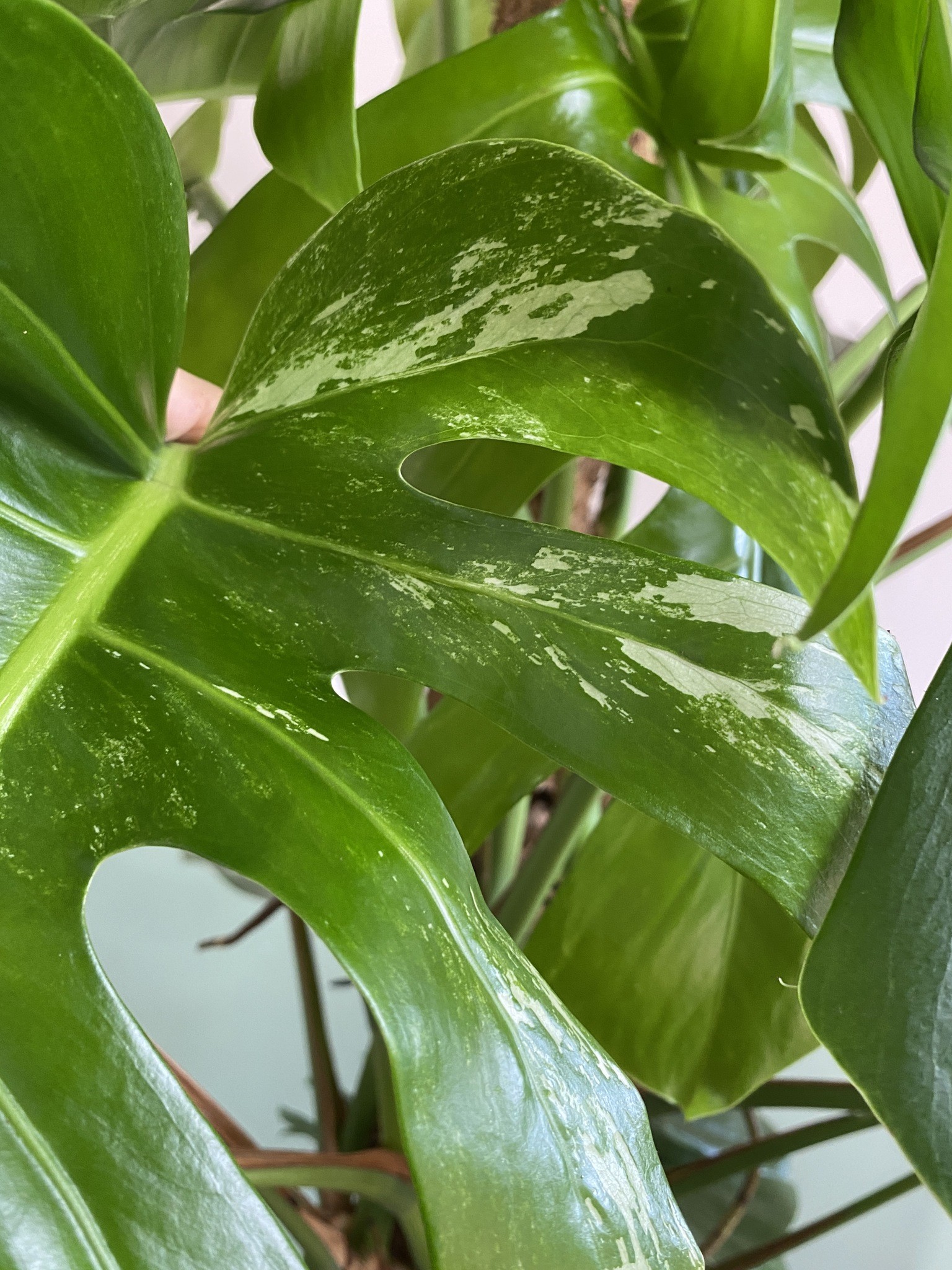 Monstera Variegata (duża)