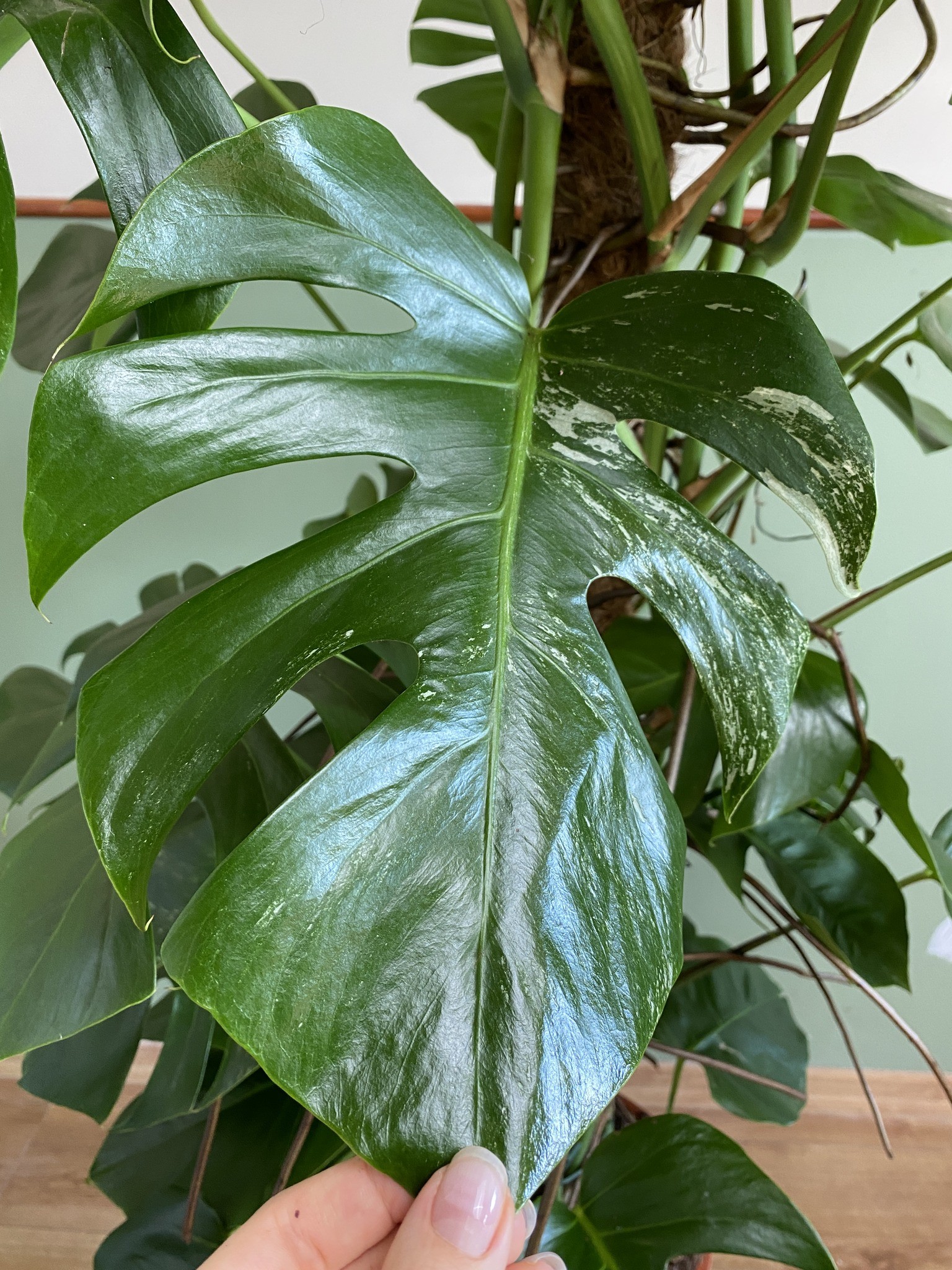 Monstera Variegata (duża)