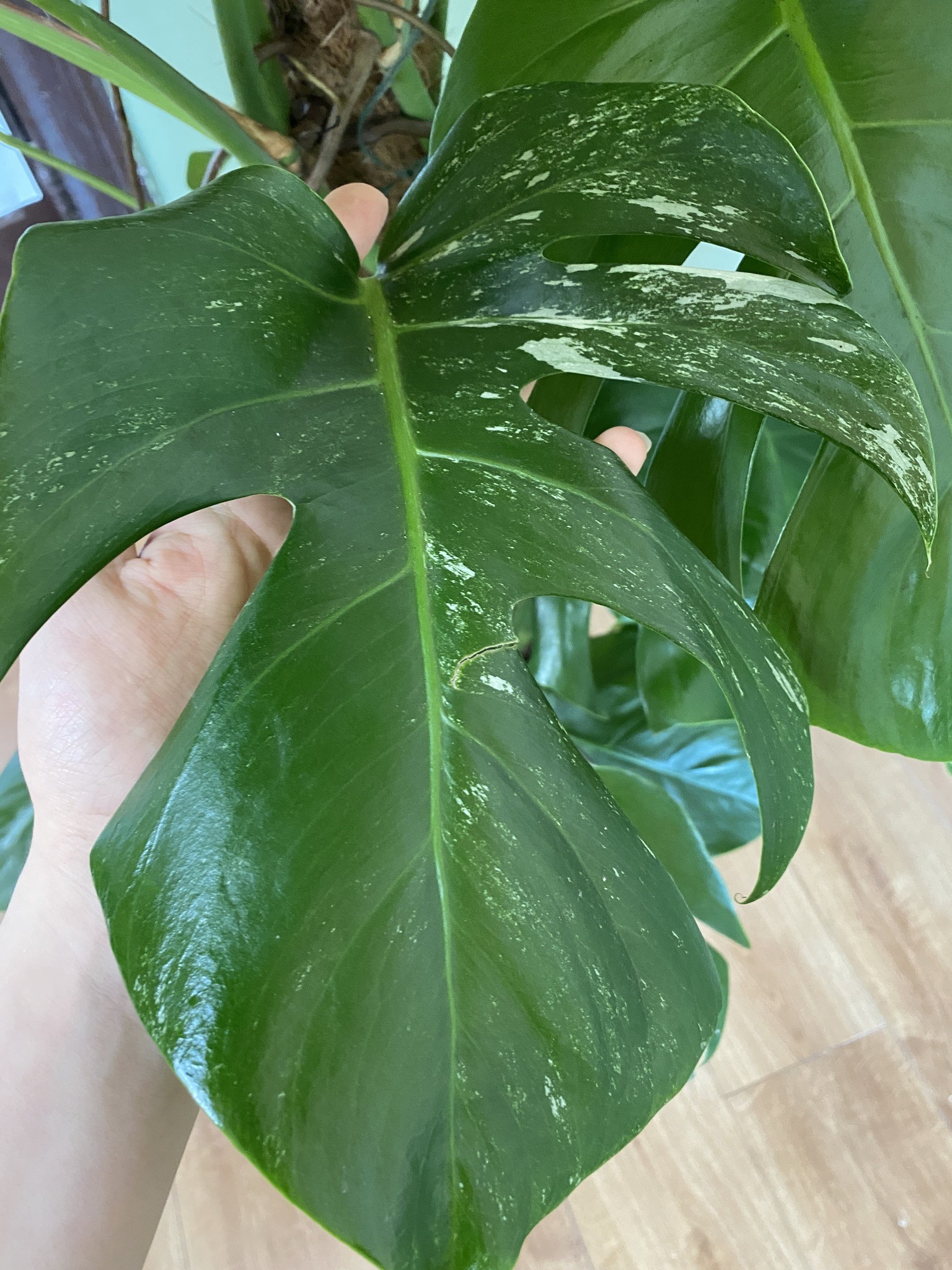 Monstera Variegata (duża)