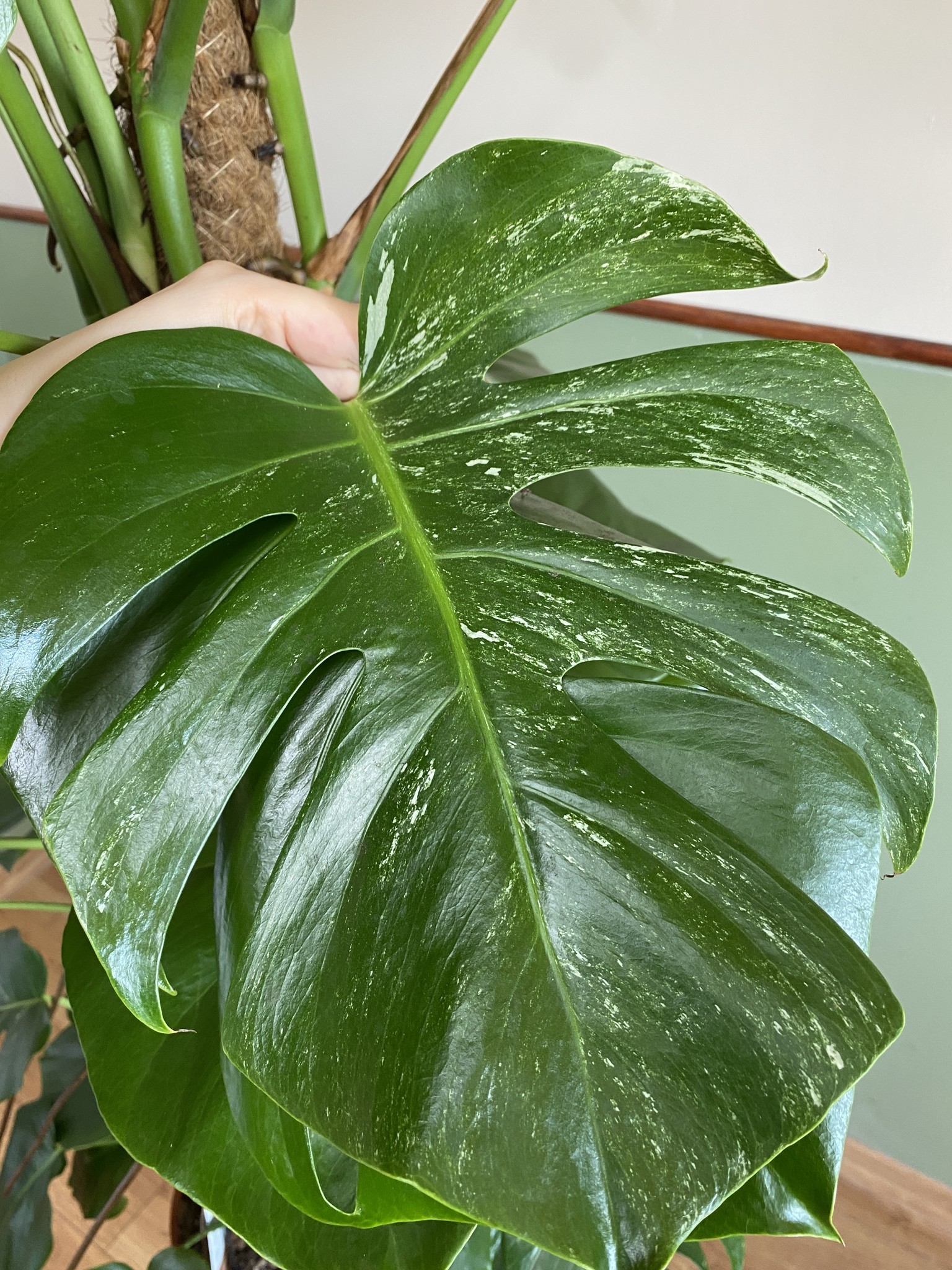 Monstera Variegata (duża)