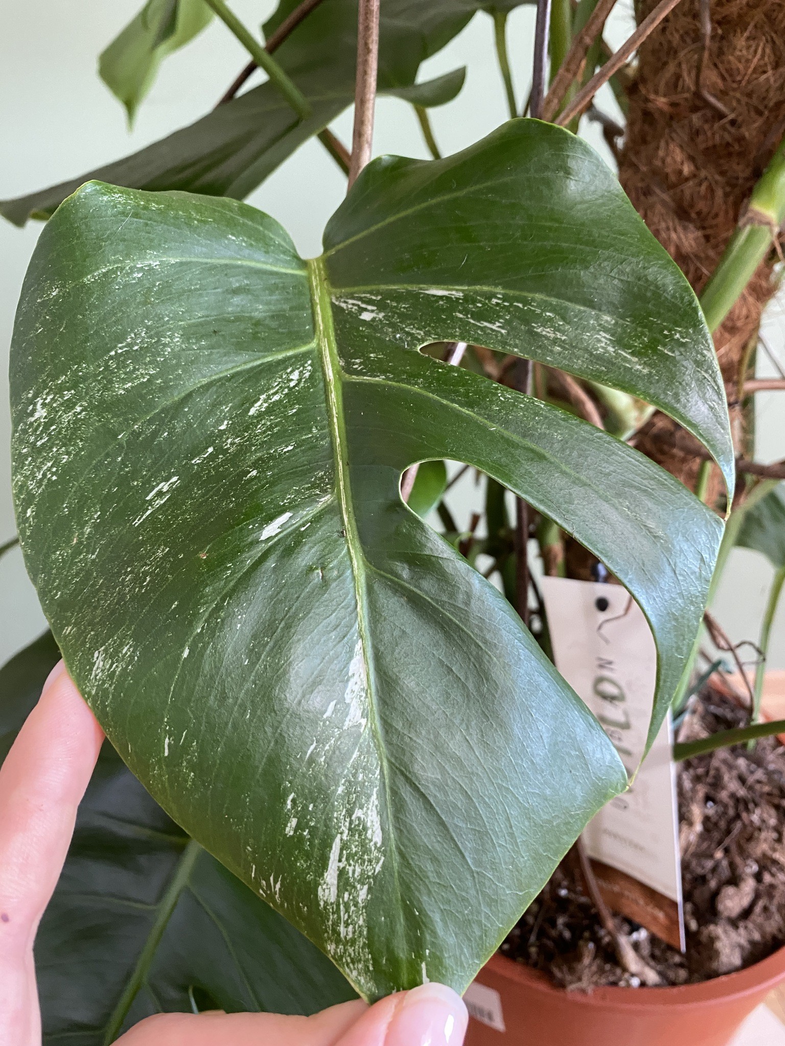 Monstera Variegata (duża)