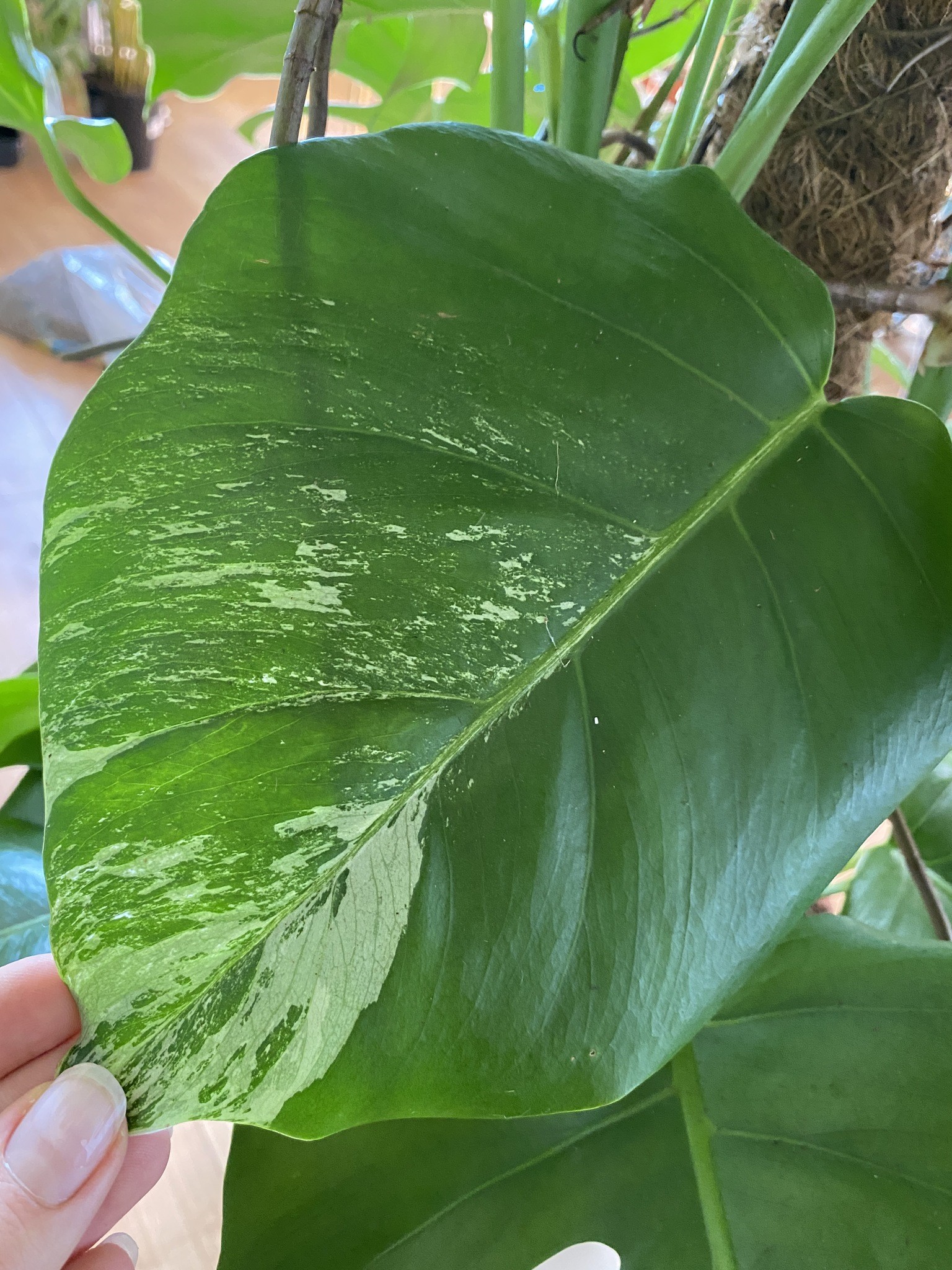 Monstera Variegata (duża)