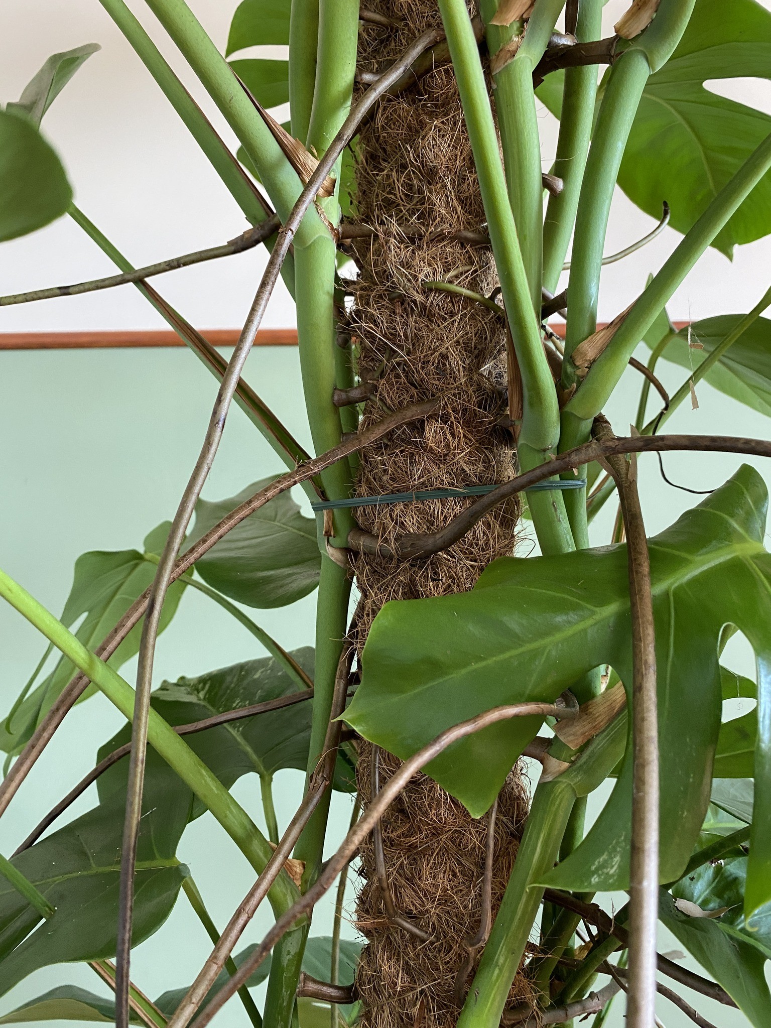 Monstera Variegata (duża)