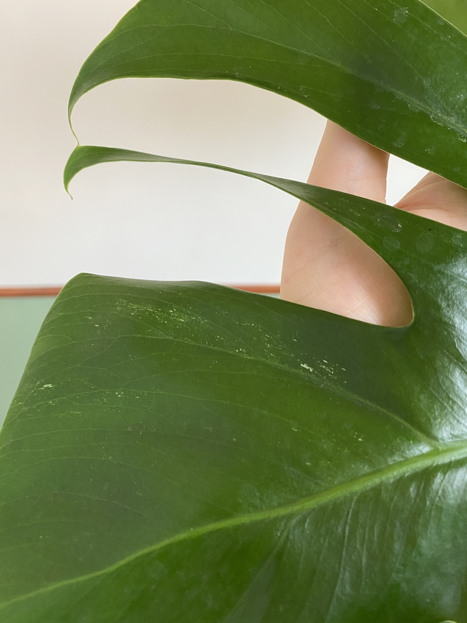Monstera Variegata (duża)