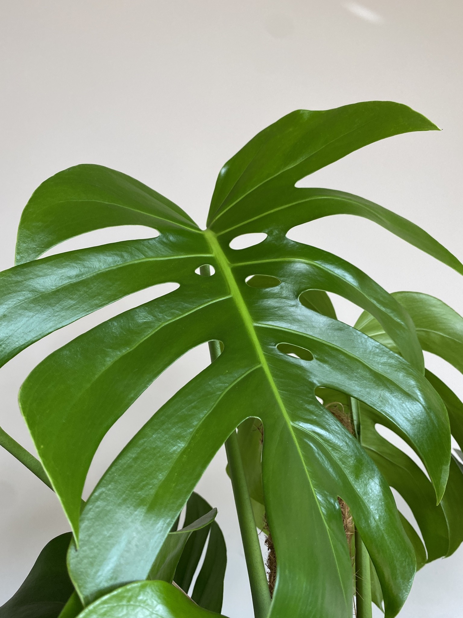 Monstera Variegata (duża)