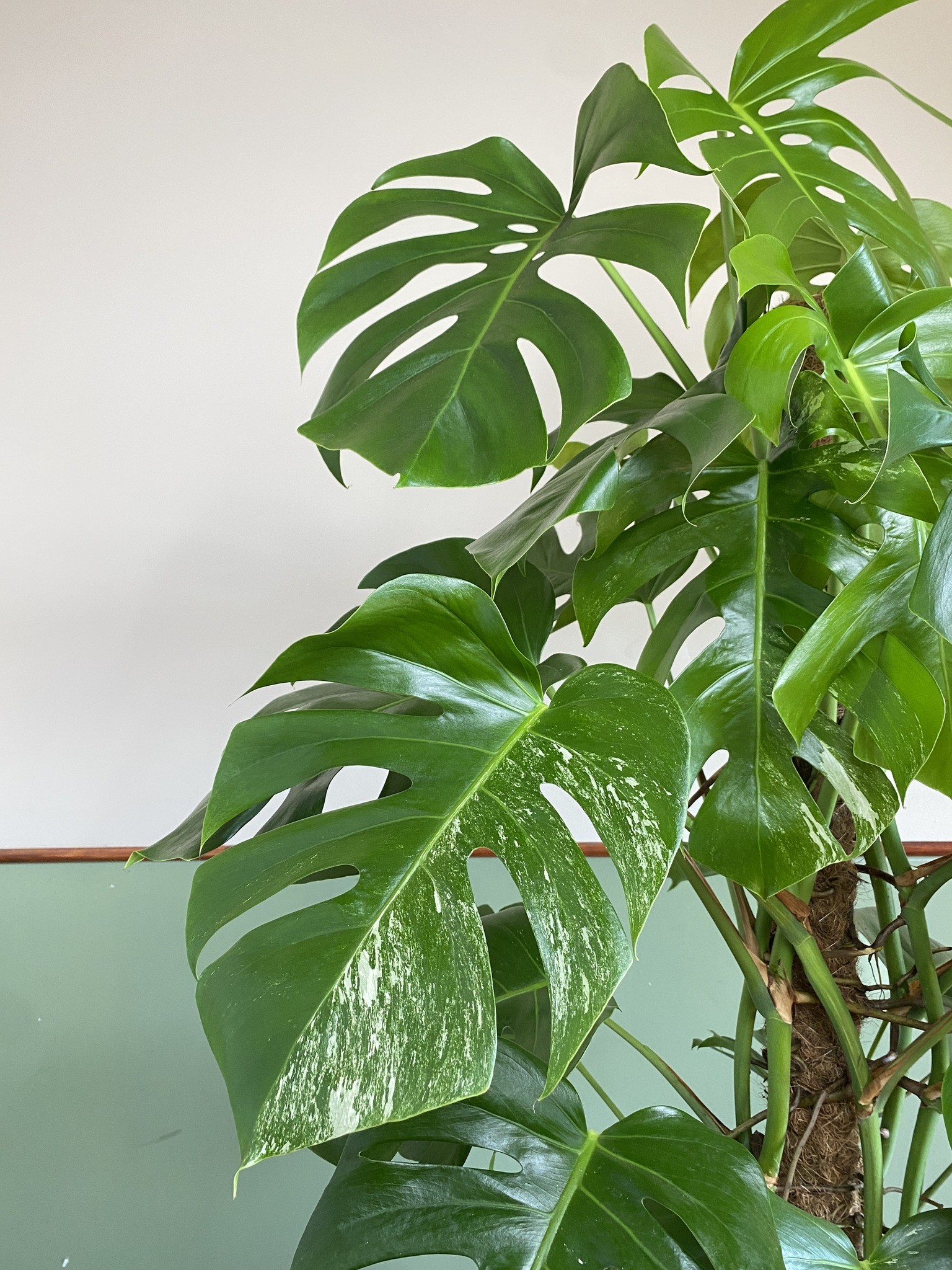 Monstera Variegata (duża)