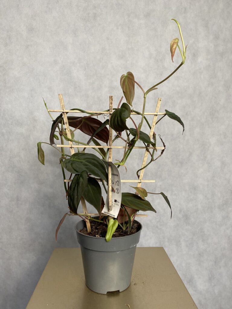 Philodendron Scandens Micans (drabinka)