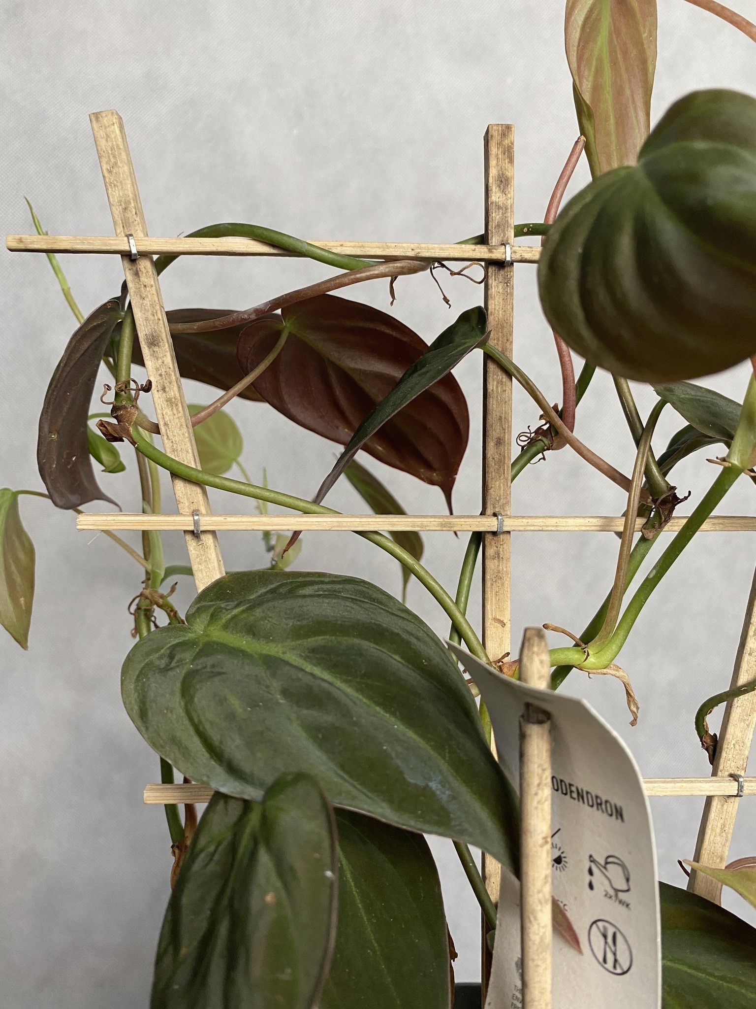 Philodendron Scandens Micans (drabinka)
