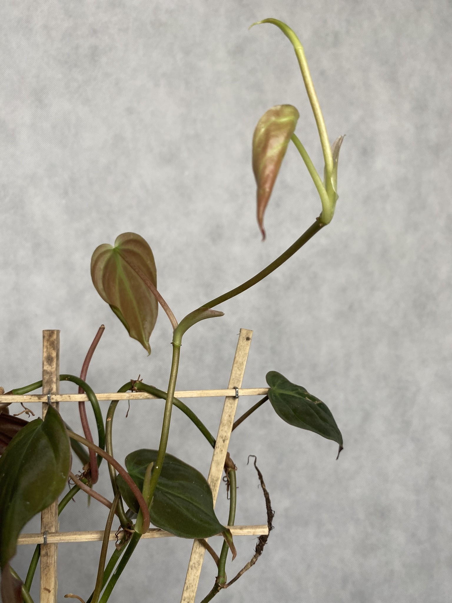 Philodendron Scandens Micans (drabinka)