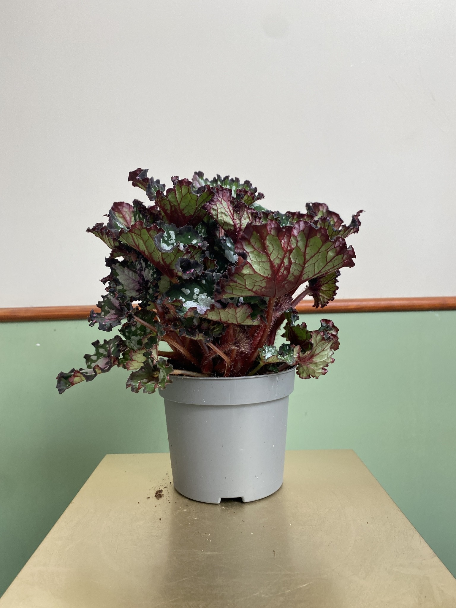 Begonia foliage Purple Blush