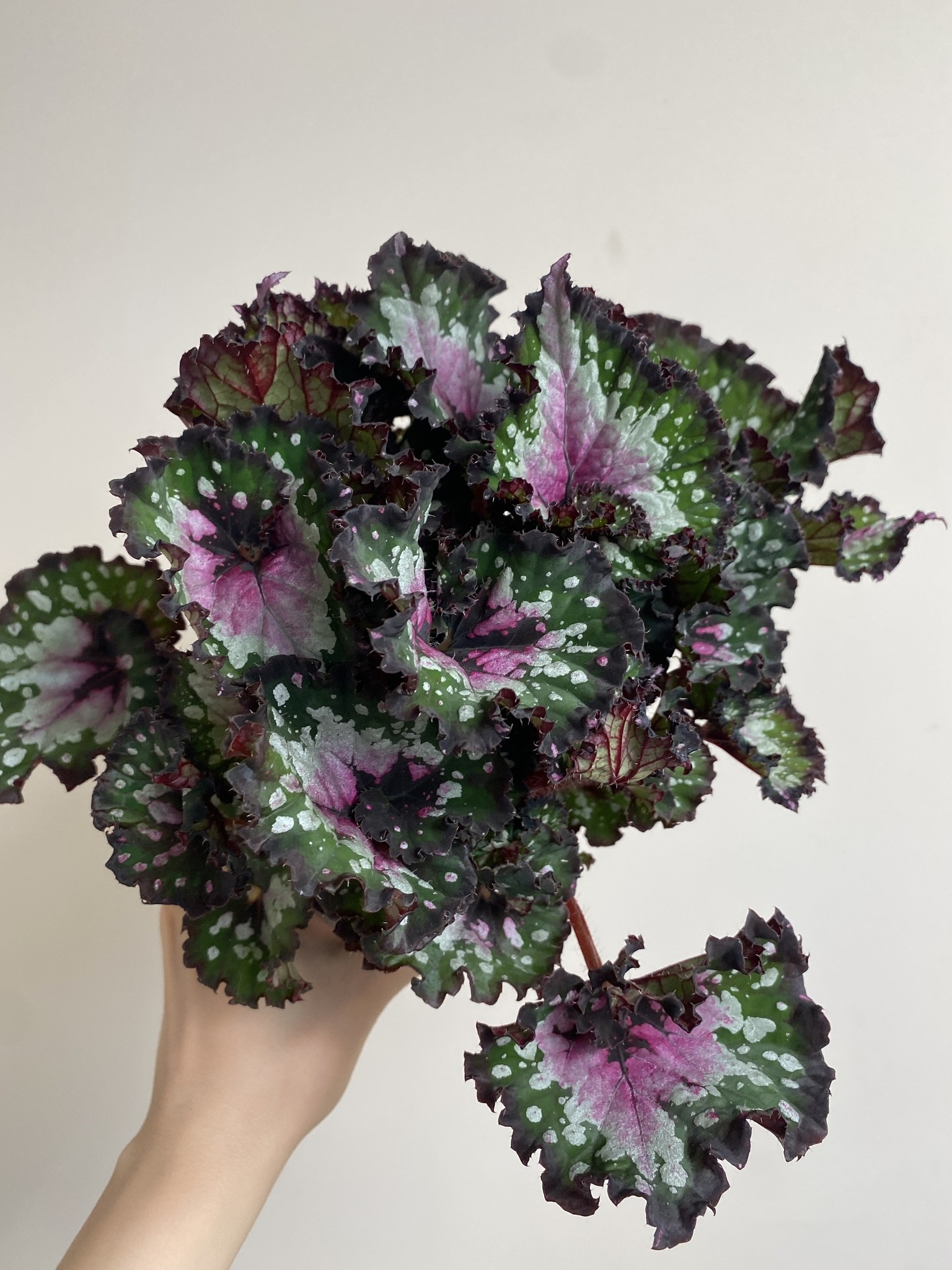 Begonia foliage Purple Blush