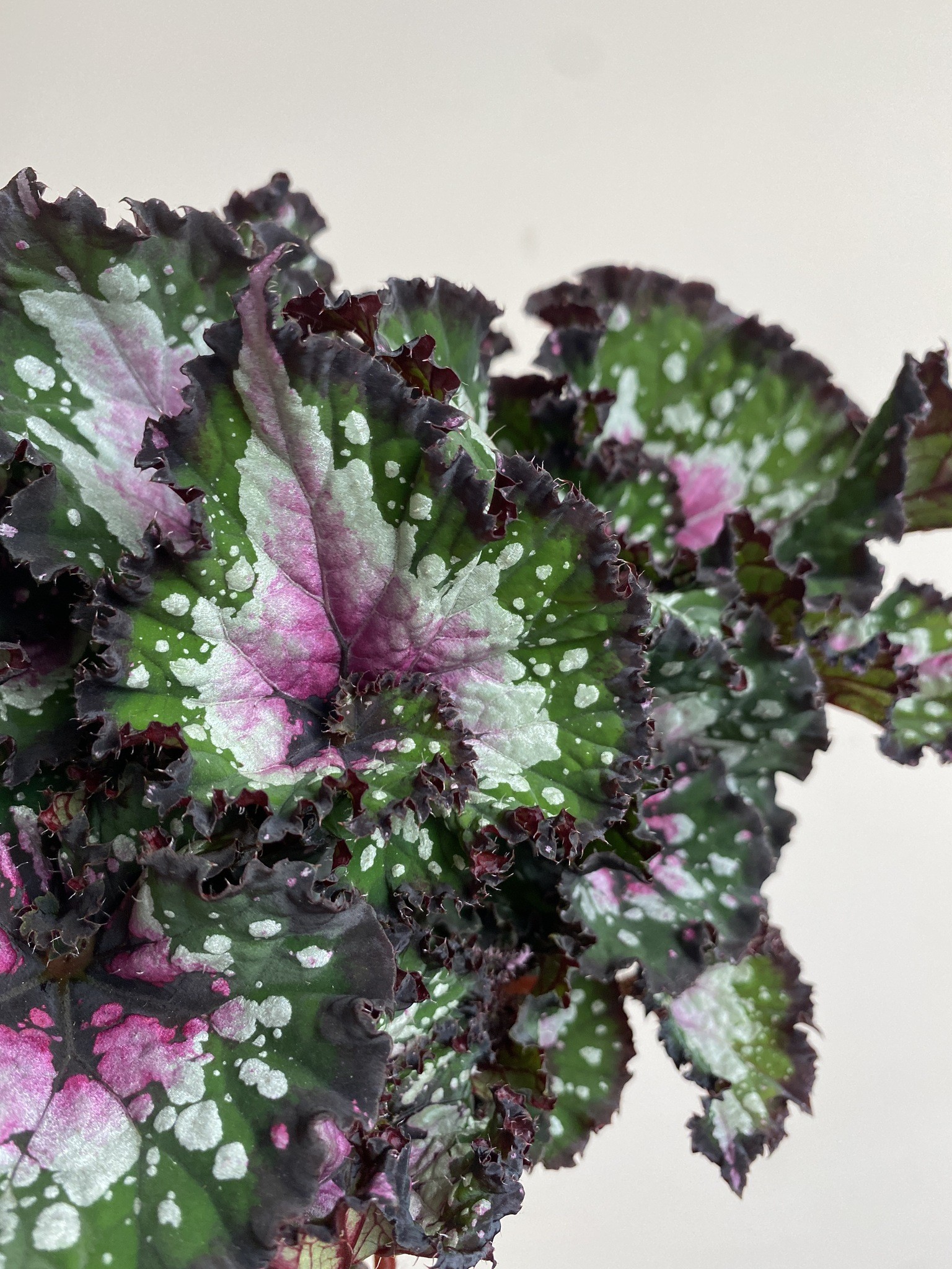 Begonia foliage Purple Blush