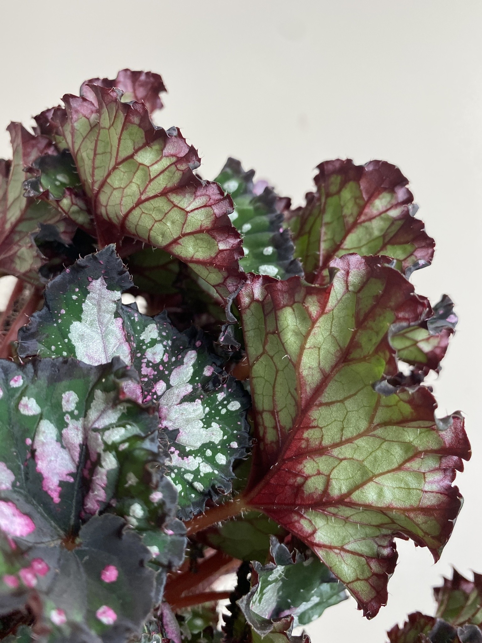 Begonia foliage Purple Blush