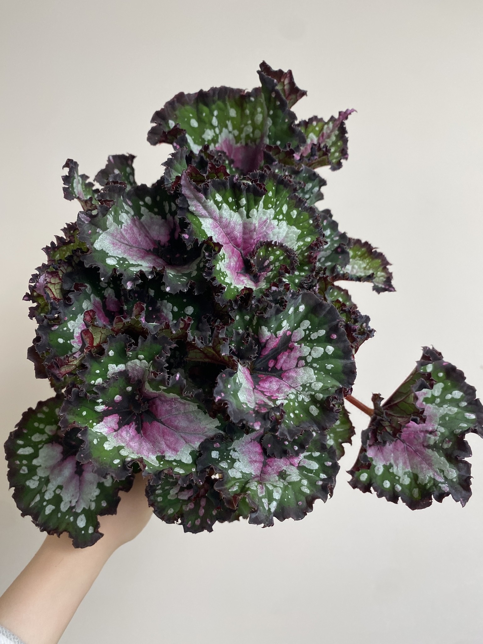 Begonia foliage Purple Blush