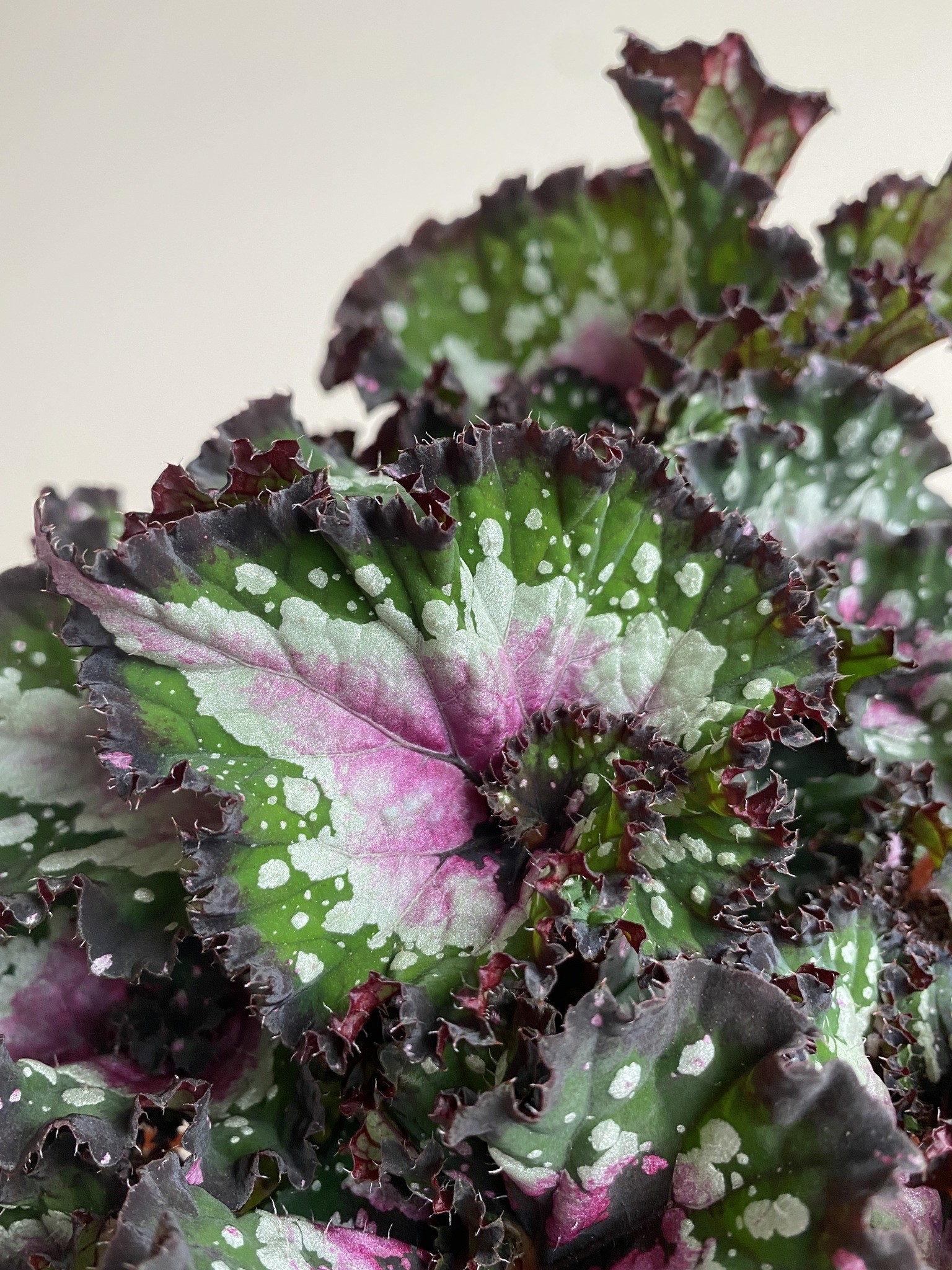 Begonia foliage Purple Blush