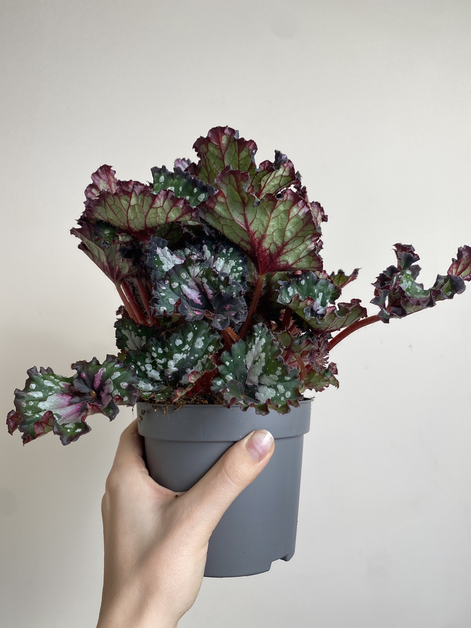 Begonia foliage Purple Blush