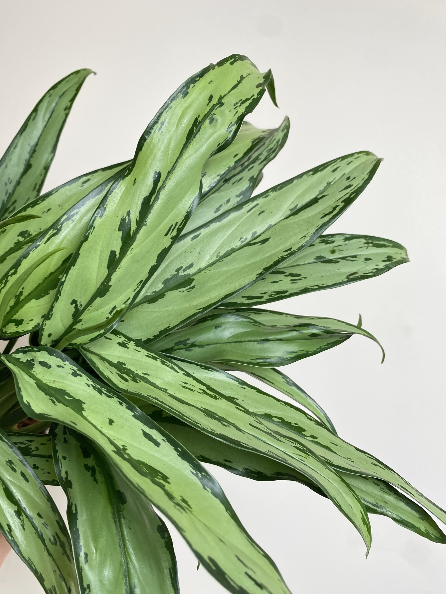 Aglaonema Cutlass