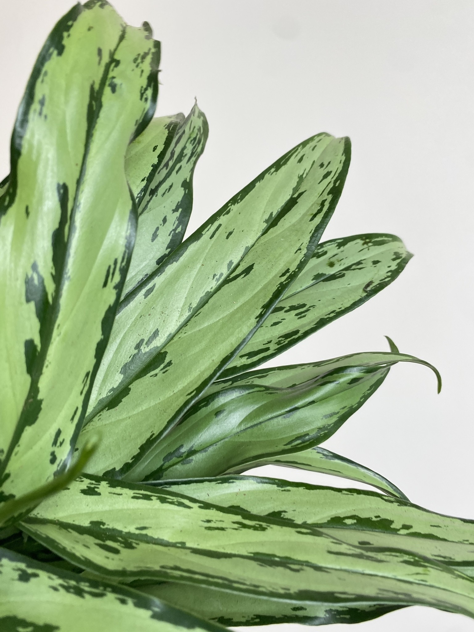 Aglaonema Cutlass