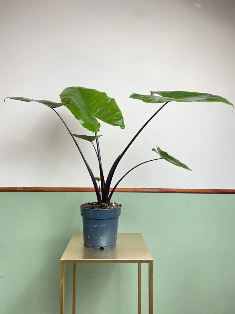 Alocasia Black Stem