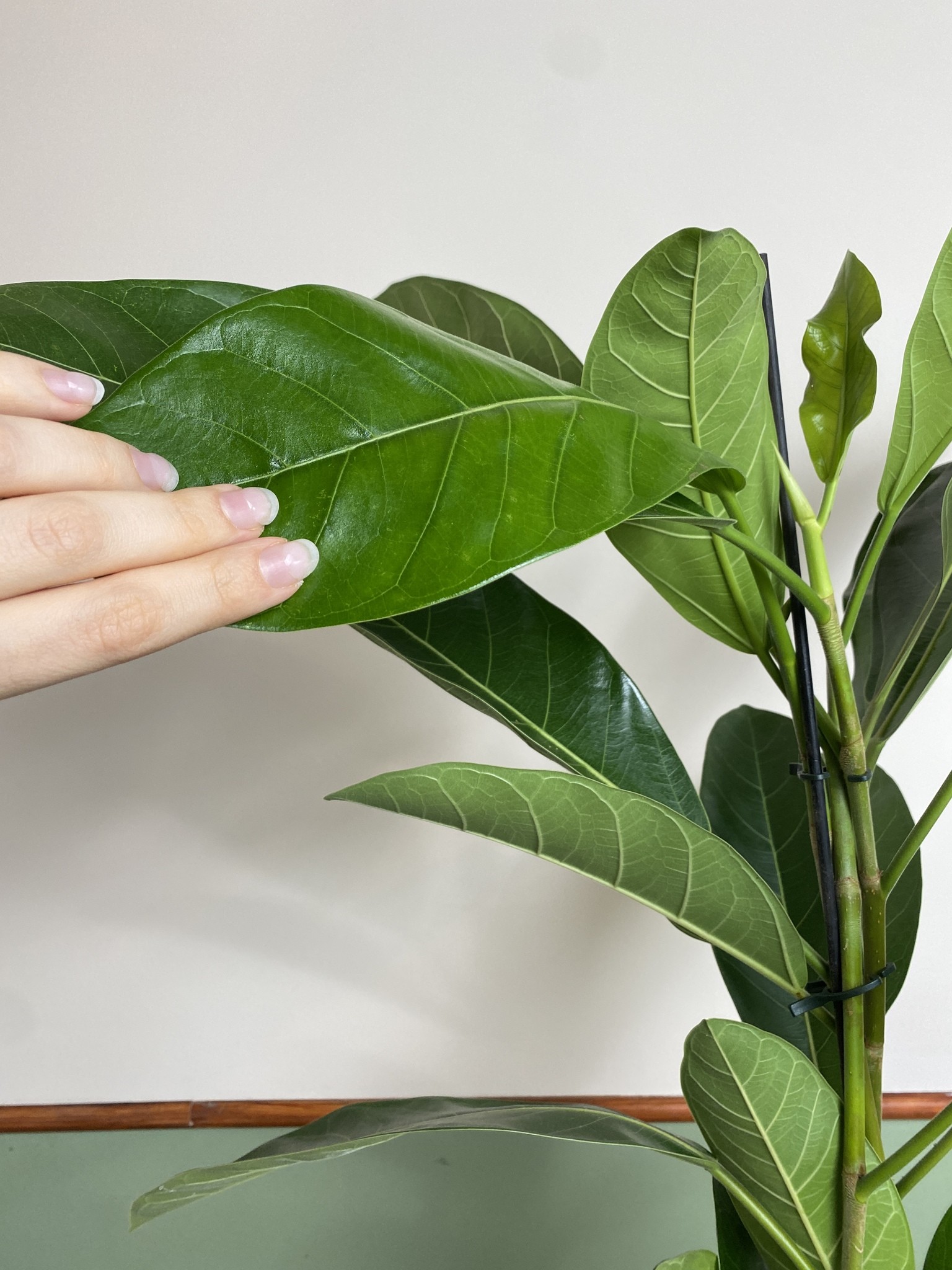 Ficus beng. Roy (fikus)