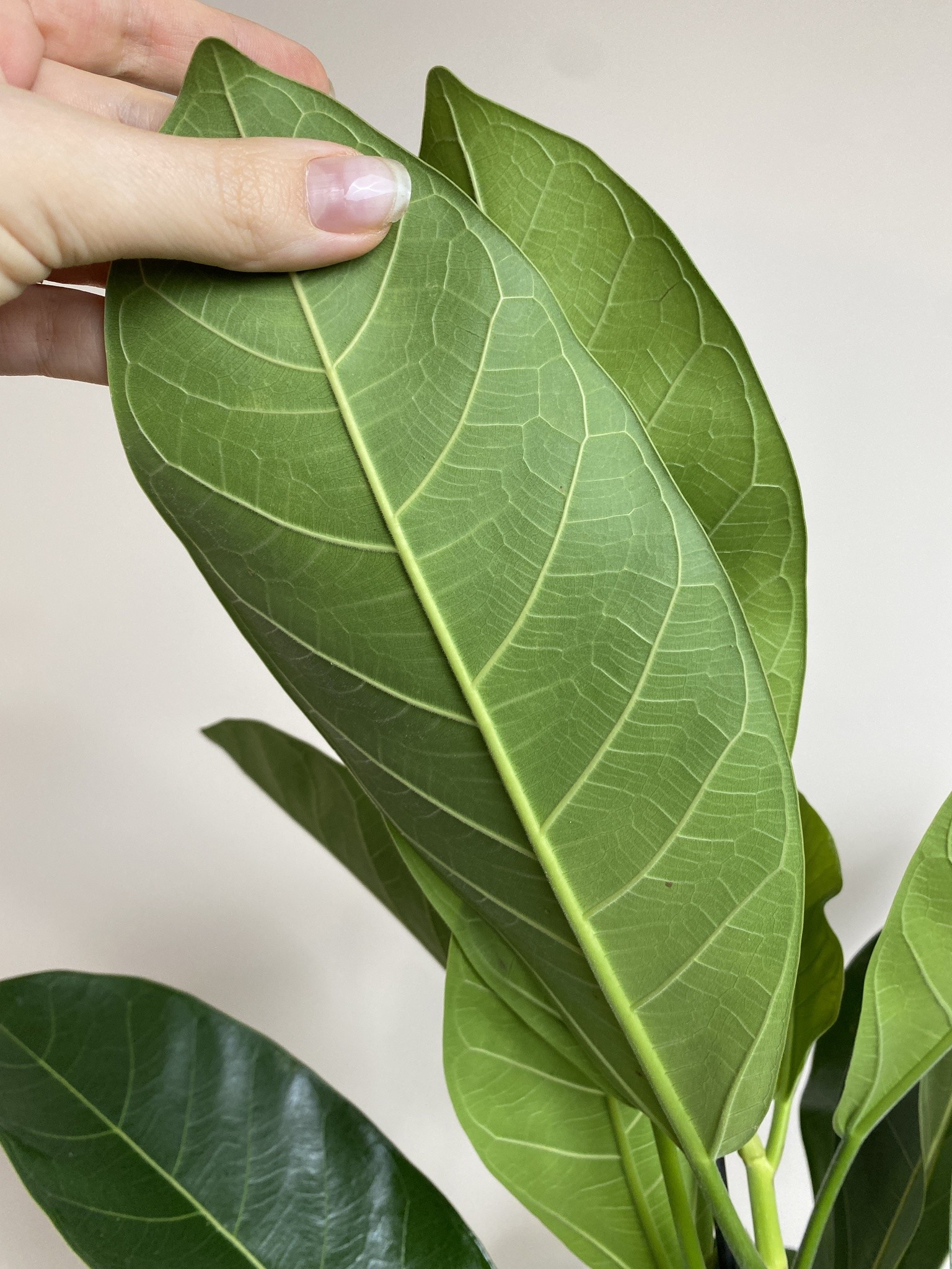 Ficus beng. Roy (fikus)