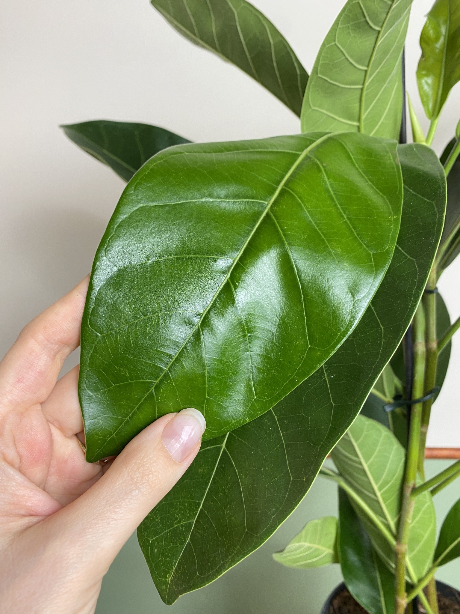 Ficus beng. Roy (fikus)