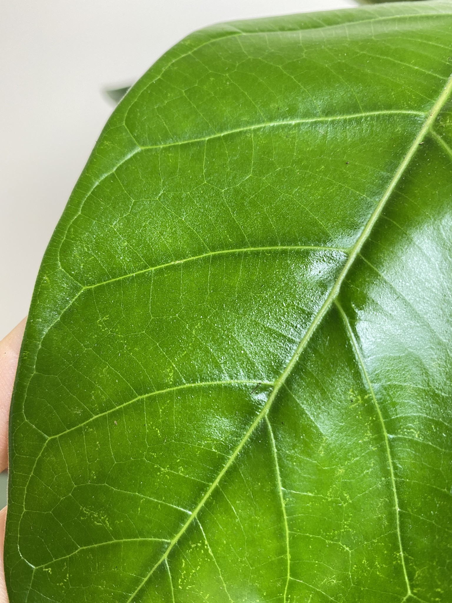 Ficus beng. Roy (fikus)