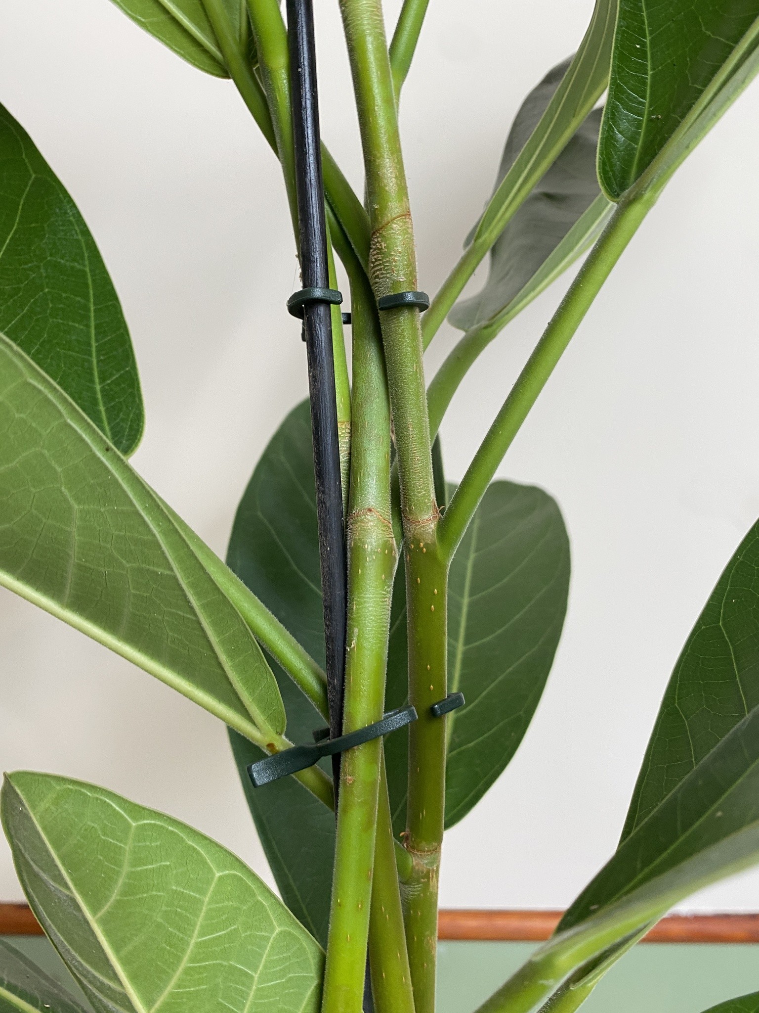 Ficus beng. Roy (fikus)