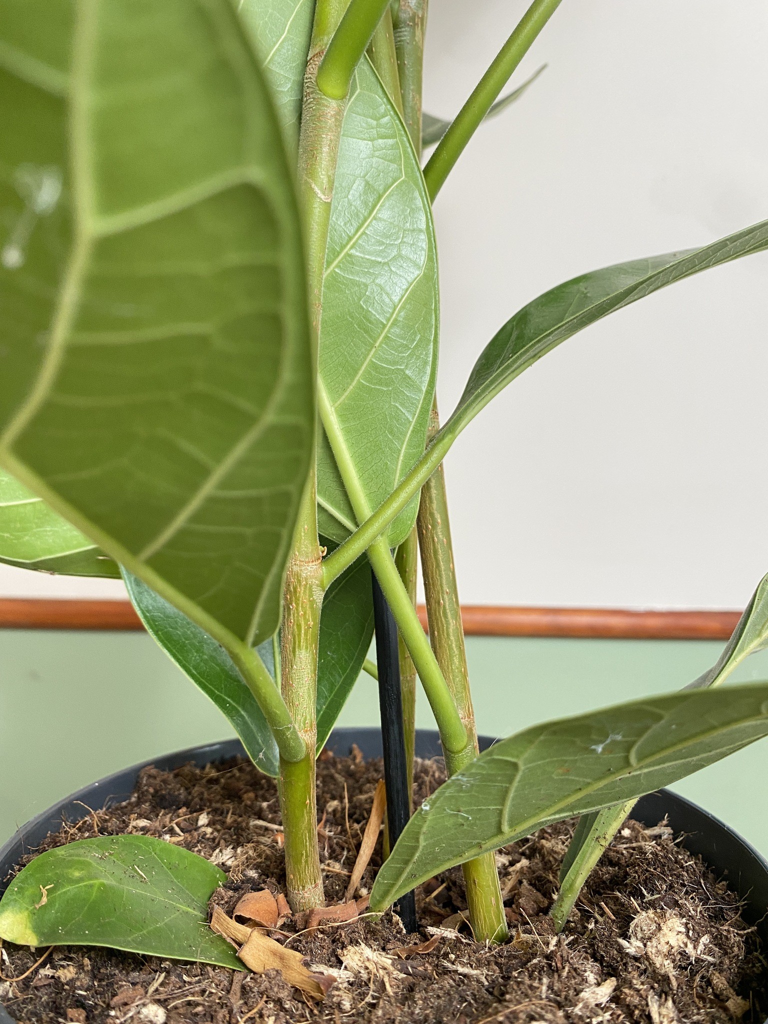 Ficus beng. Roy (fikus)