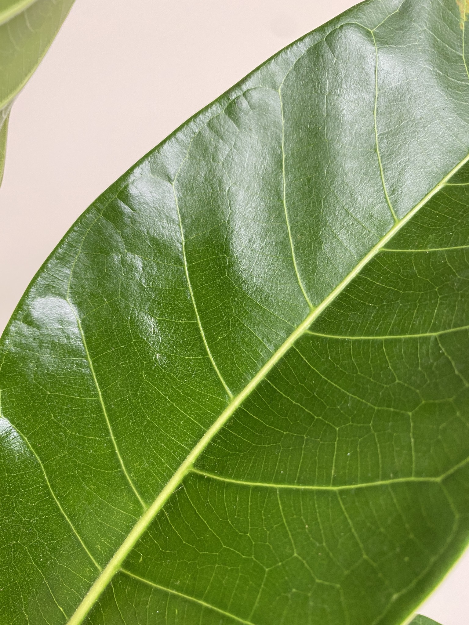 Ficus beng. Roy (fikus)
