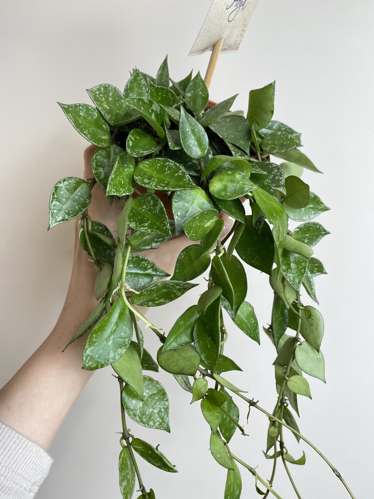 Hoya Krohniana Splash