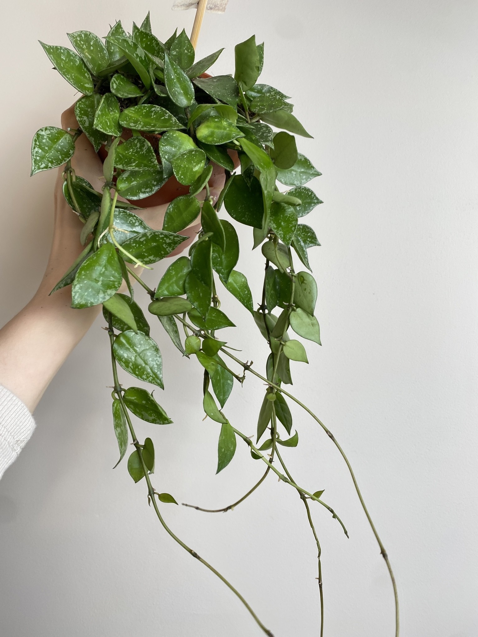 Hoya Krohniana Splash