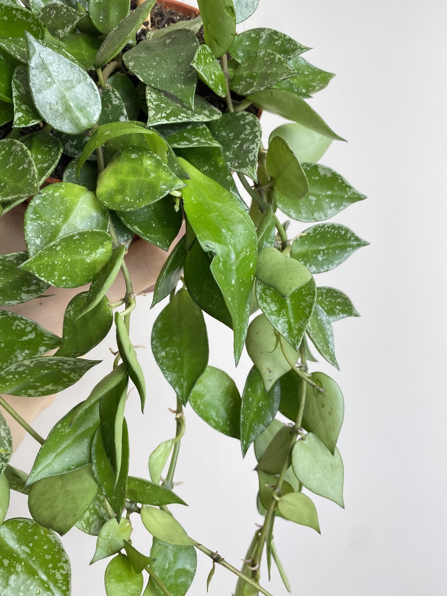 Hoya Krohniana Splash