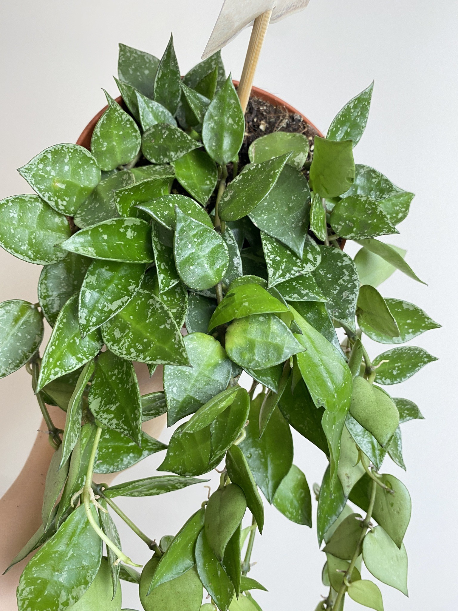 Hoya Krohniana Splash