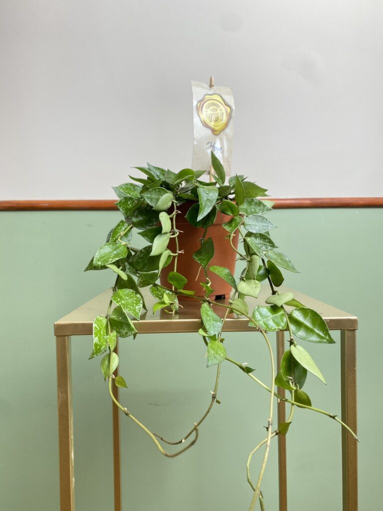 Hoya Krohniana Splash nakrapiana