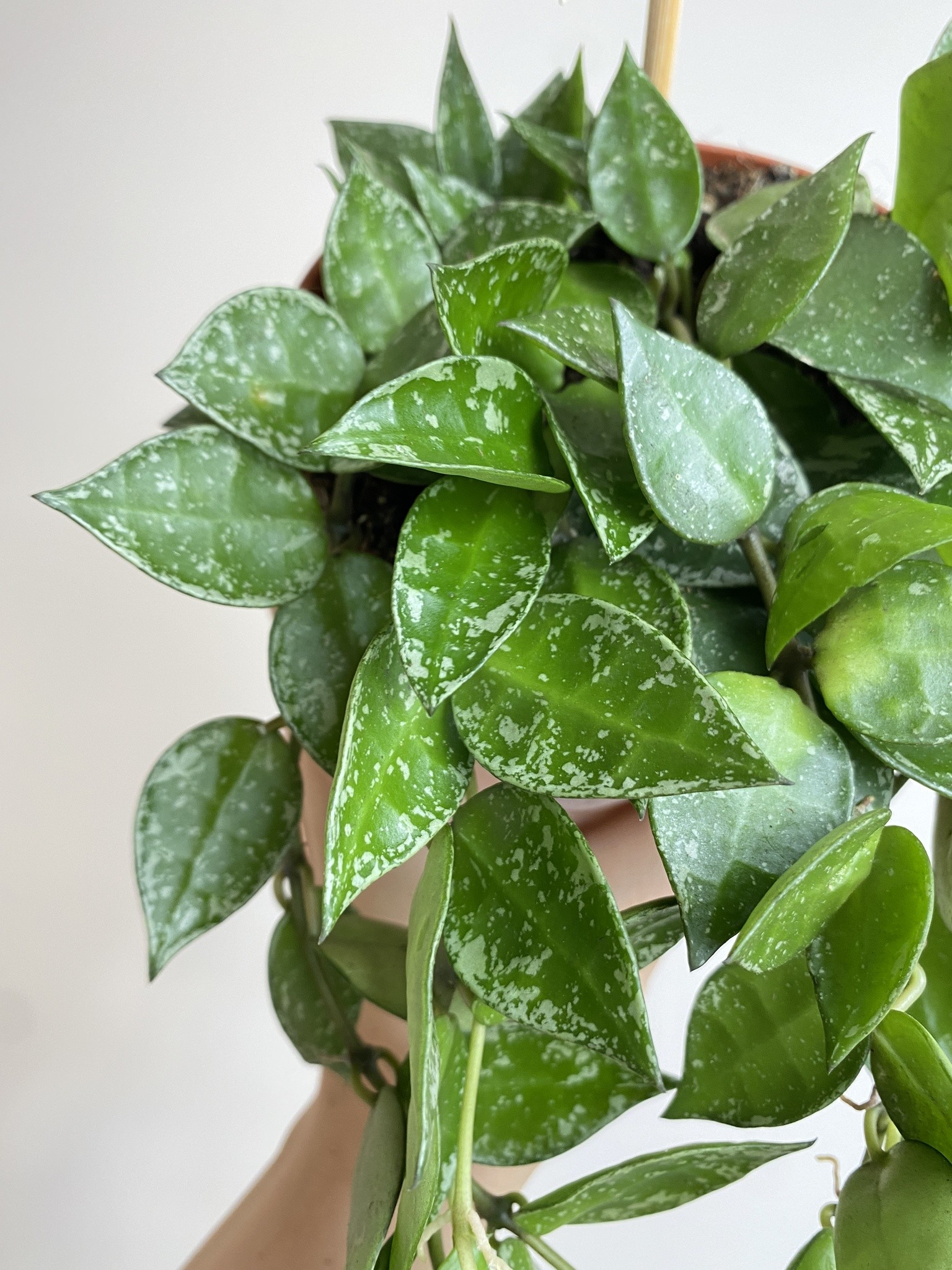 Hoya Krohniana Splash