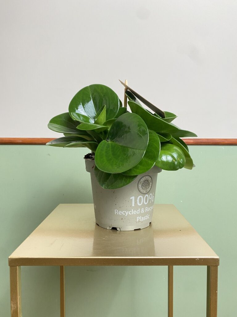 Peperomia obtusifolia Lime