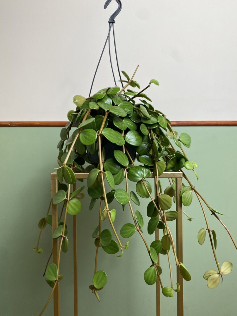 Peperomia tetraphylla Hope