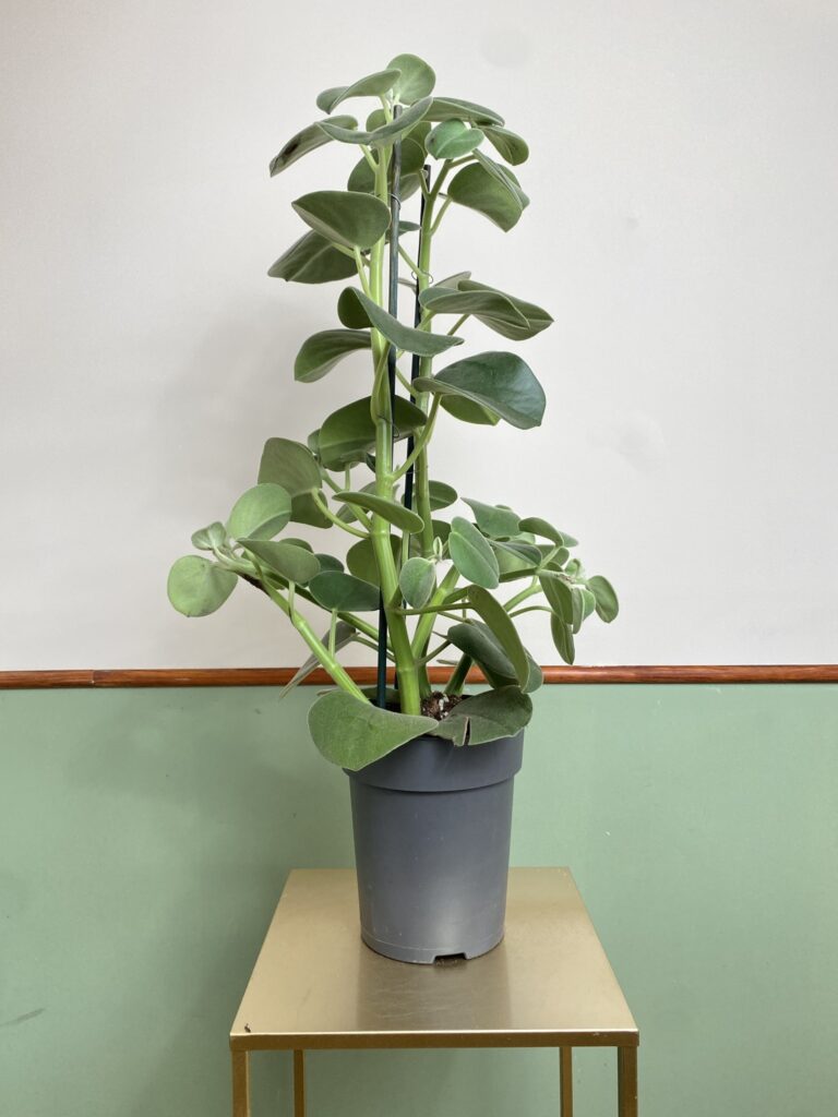 Peperomia Hovaria