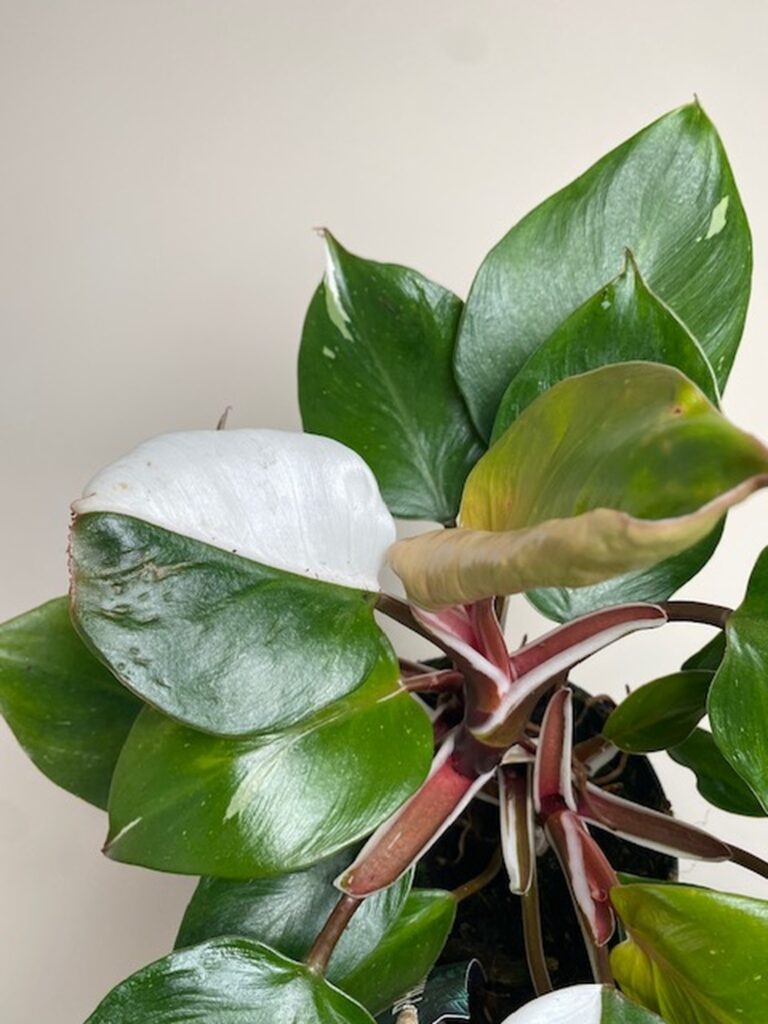 Philodendron White Knight