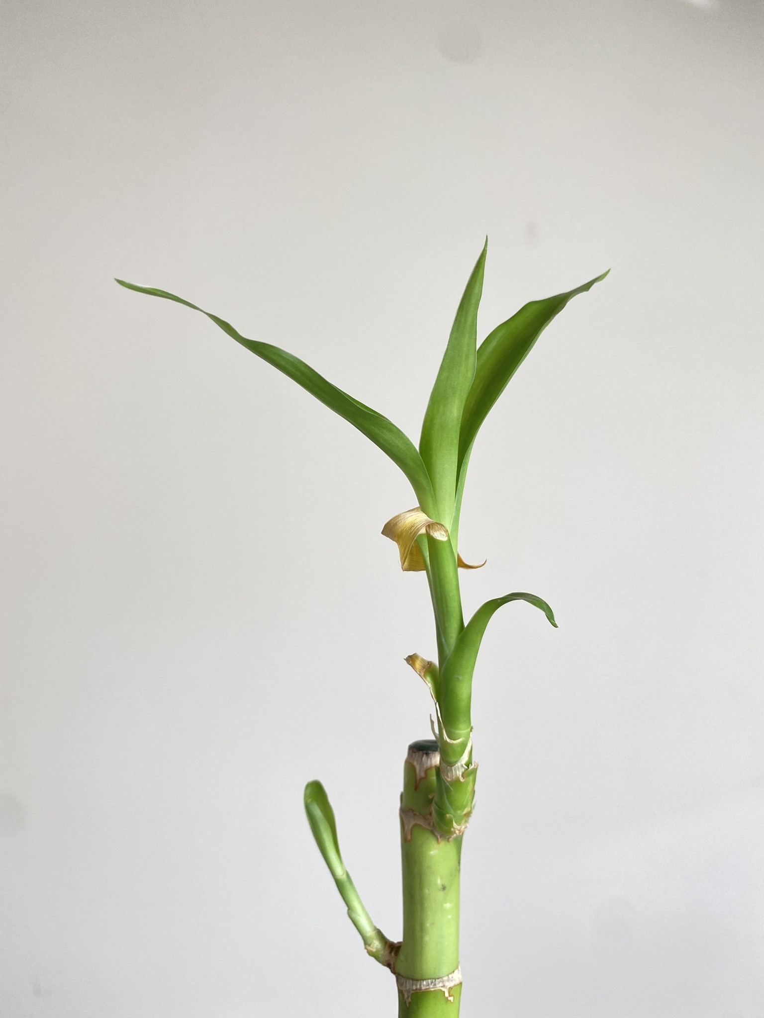 Lucky Bamboo 50 cm