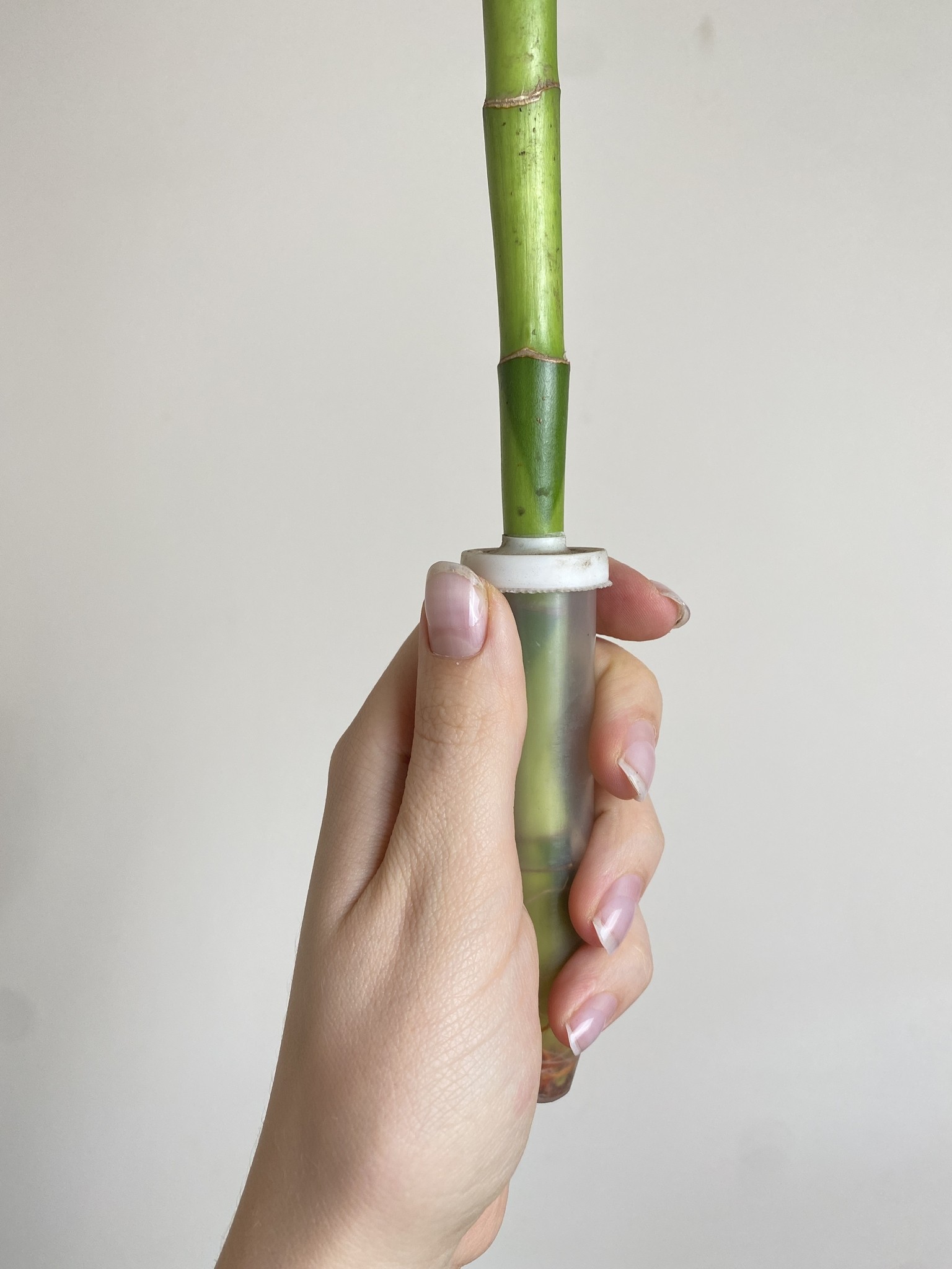 Lucky Bamboo 50 cm