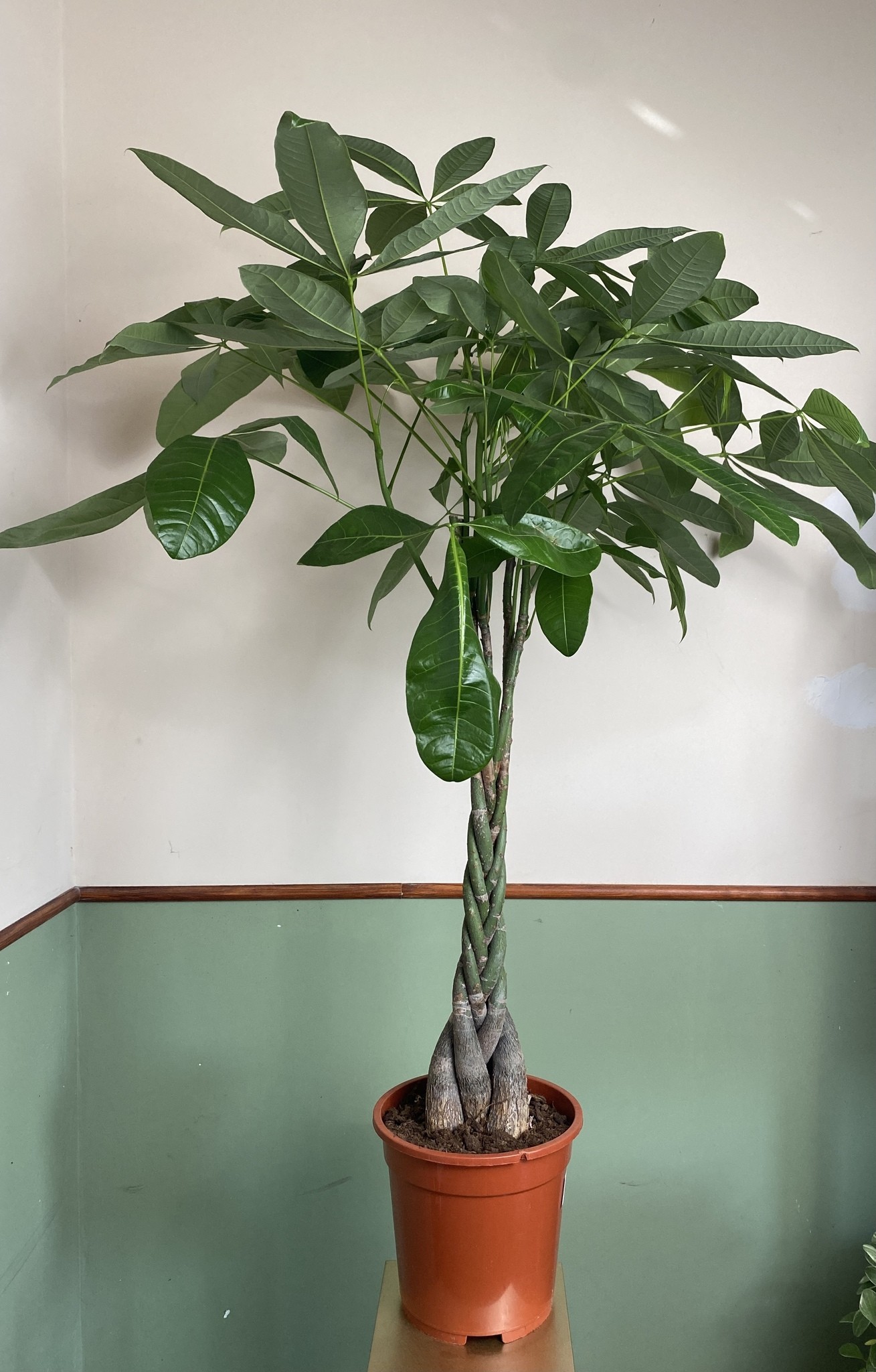 Pachira aquatica (wodna) Drzewko szczęścia i pieniędzy