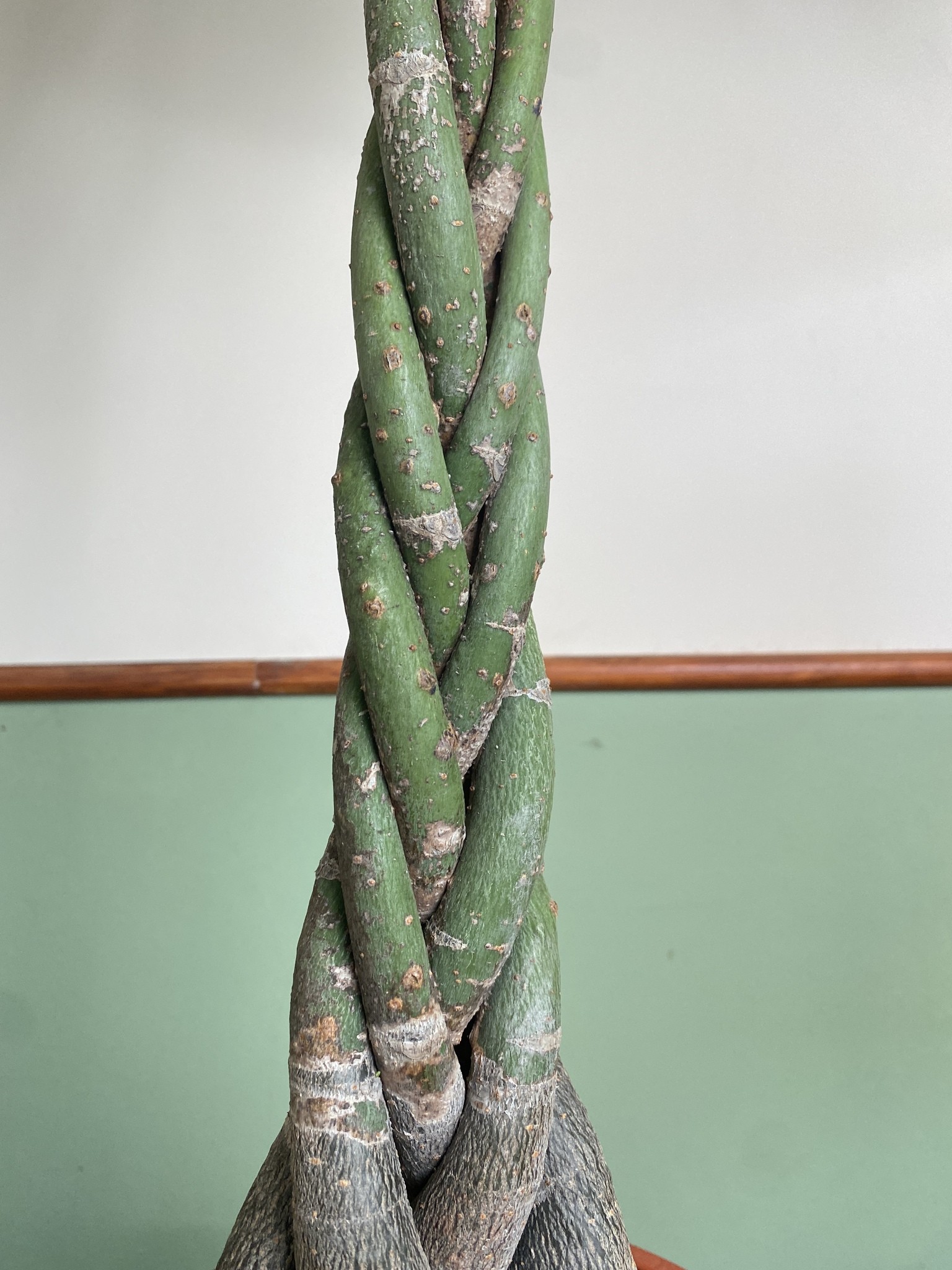 Pachira aquatica (wodna) Drzewko szczęścia i pieniędzy