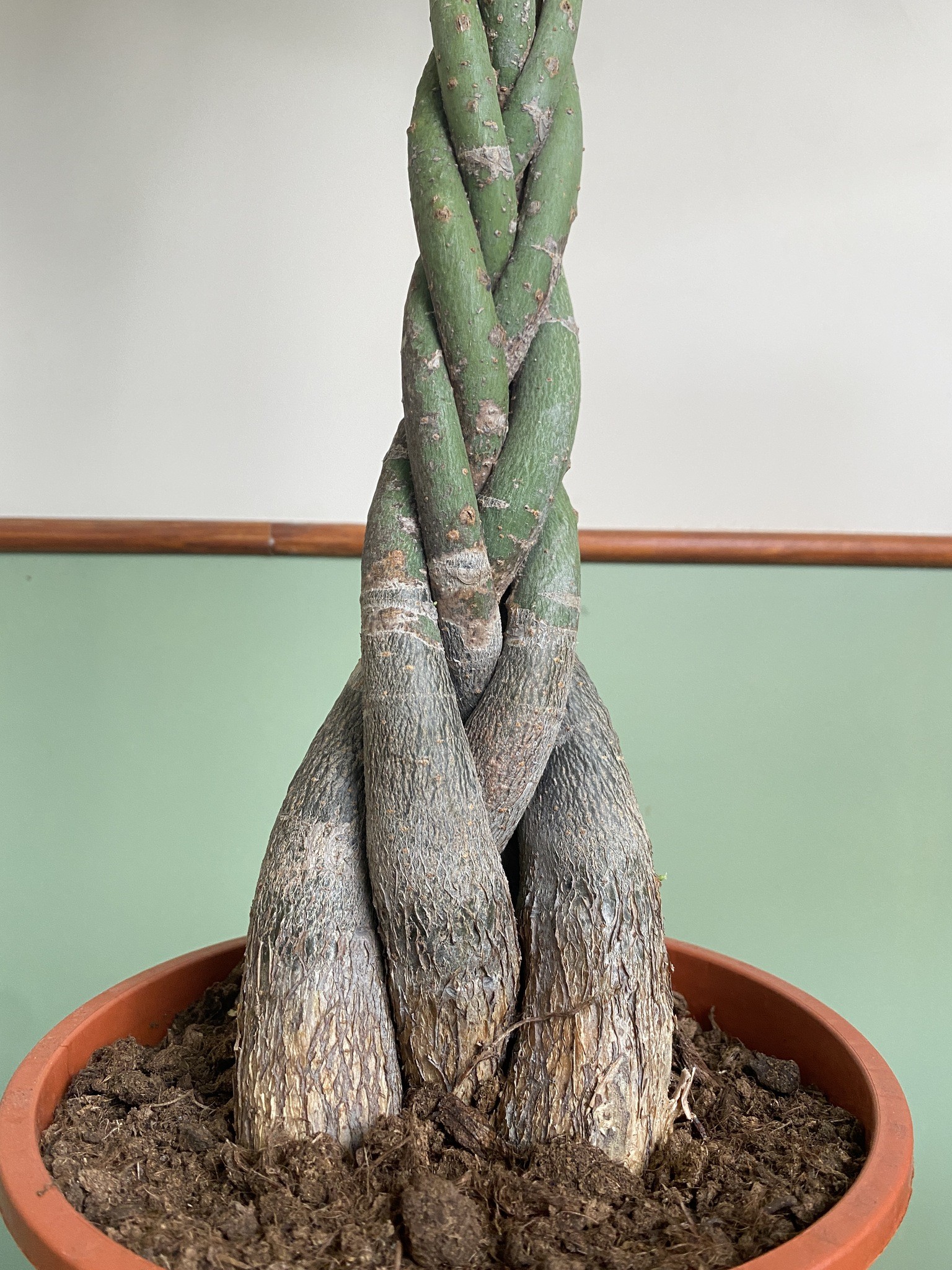 Pachira aquatica (wodna) Drzewko szczęścia i pieniędzy