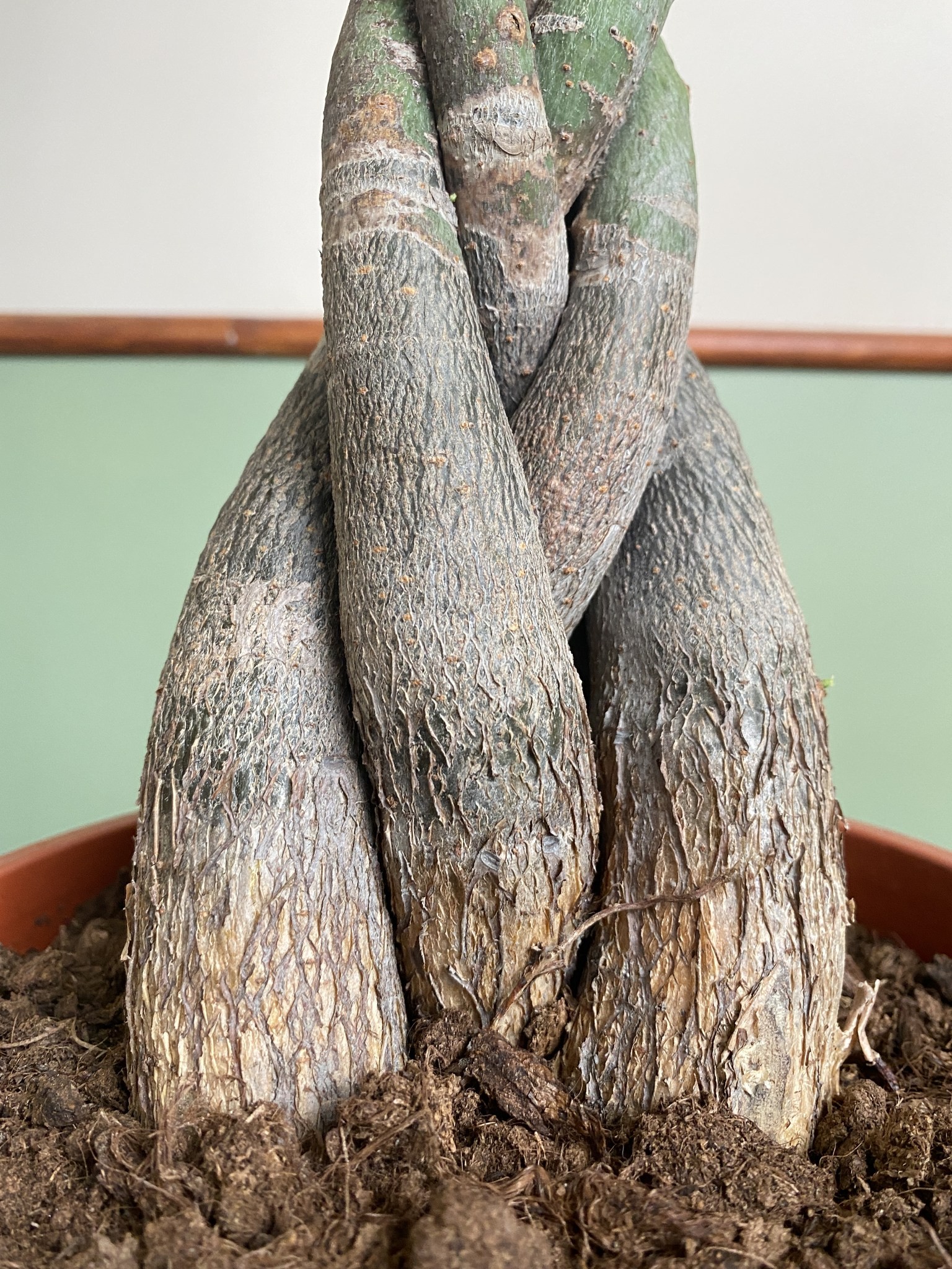 Pachira aquatica (wodna) Drzewko szczęścia i pieniędzy