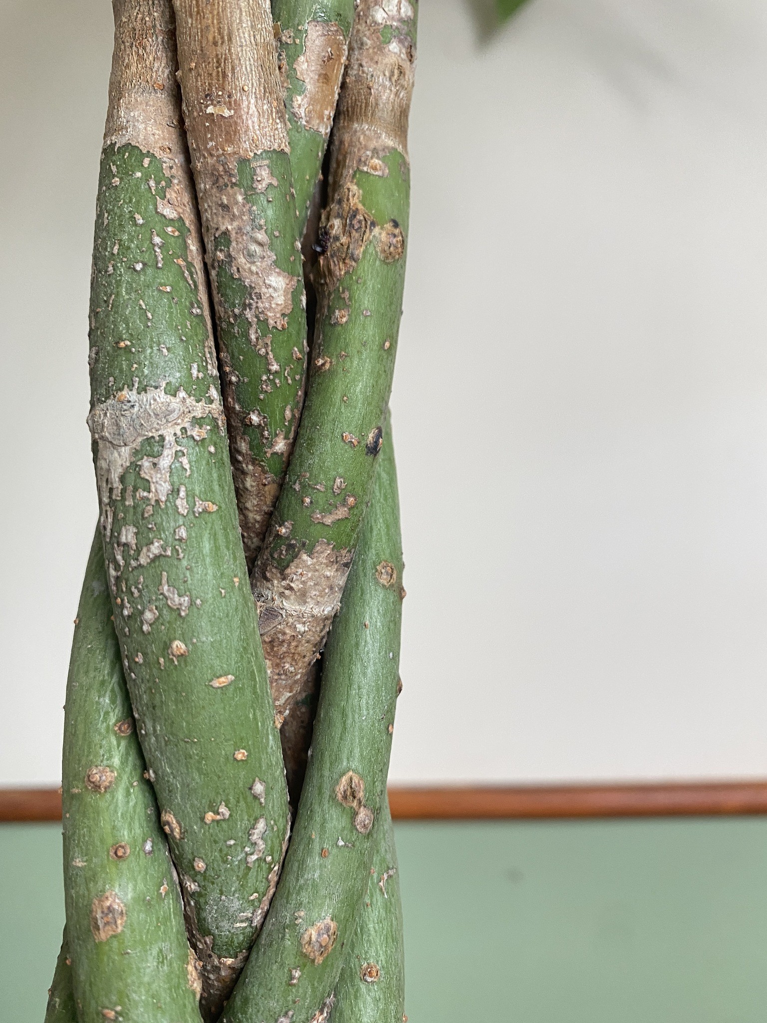 Pachira aquatica (wodna) Drzewko szczęścia i pieniędzy