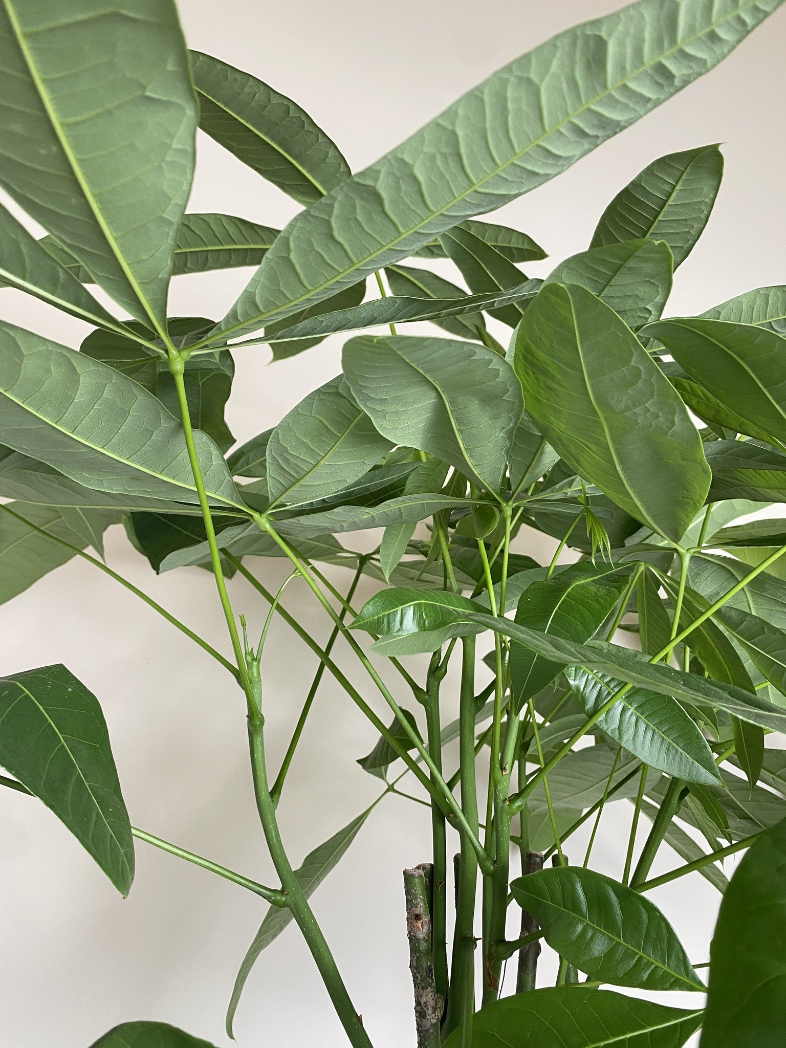 Pachira aquatica (wodna) Drzewko szczęścia i pieniędzy